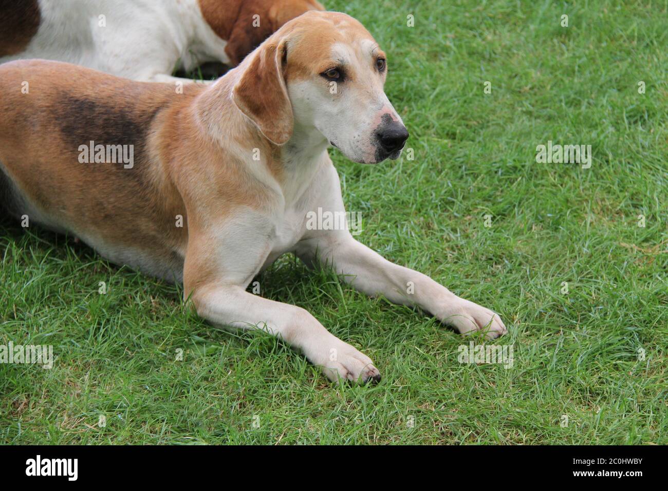 Ein schöner moderner englischer Foxhound Beagle Jagdhund. Stockfoto