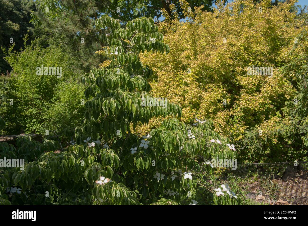 Grüne Blätter und Blumen eines sommerblühenden chinesischen Dogwood (Cornus kousa var. chinensis 'milky way'), das in einem Waldgarten in Rural Devon wächst, Stockfoto
