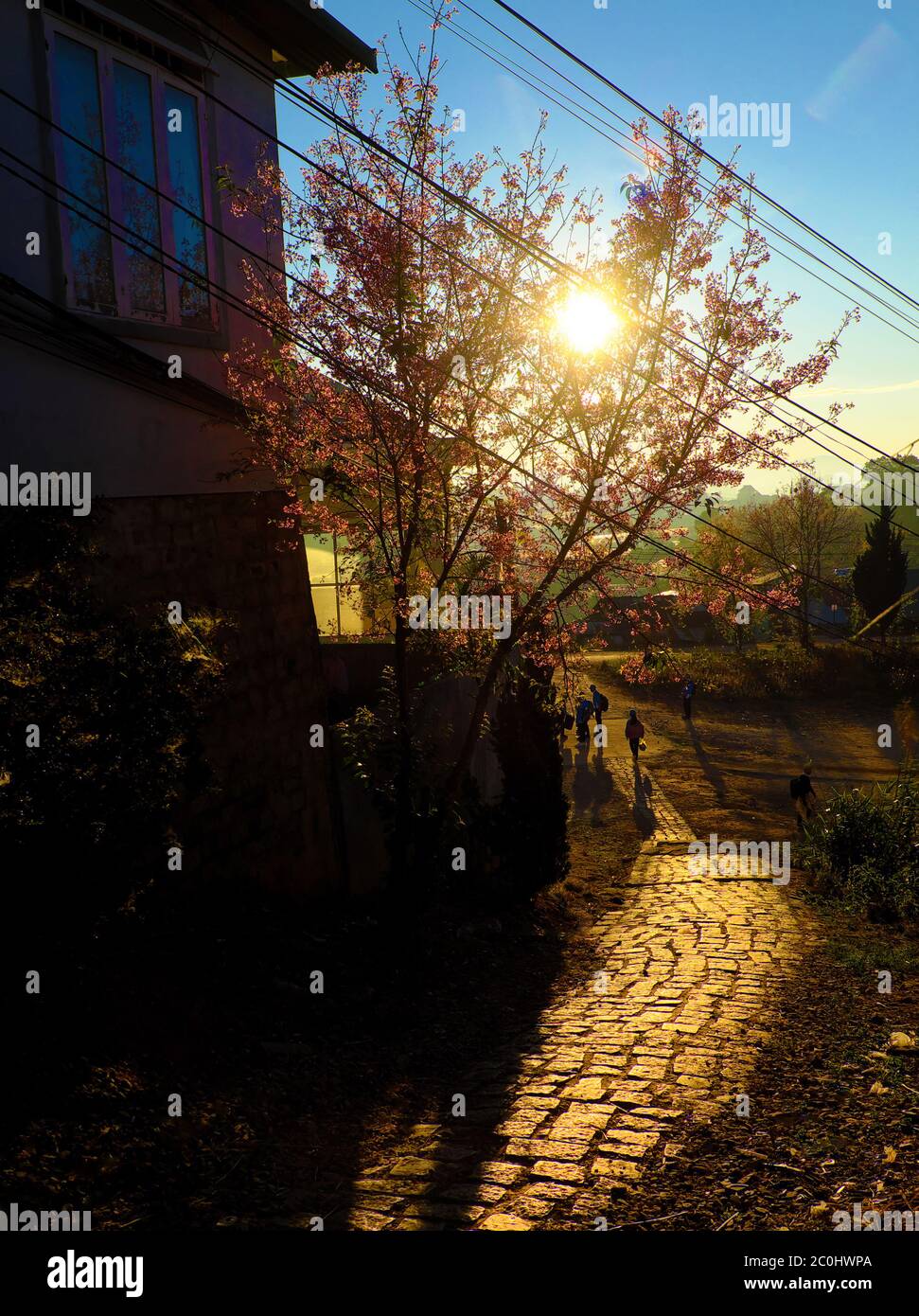 Vietnamesische Kinder gehen zur Schule im Frühjahr, Felspfad führen zur Schule machen wunderbare Aussicht, schöne Landschaft Morgen, Da Lat Sakura Blume blüht Stockfoto