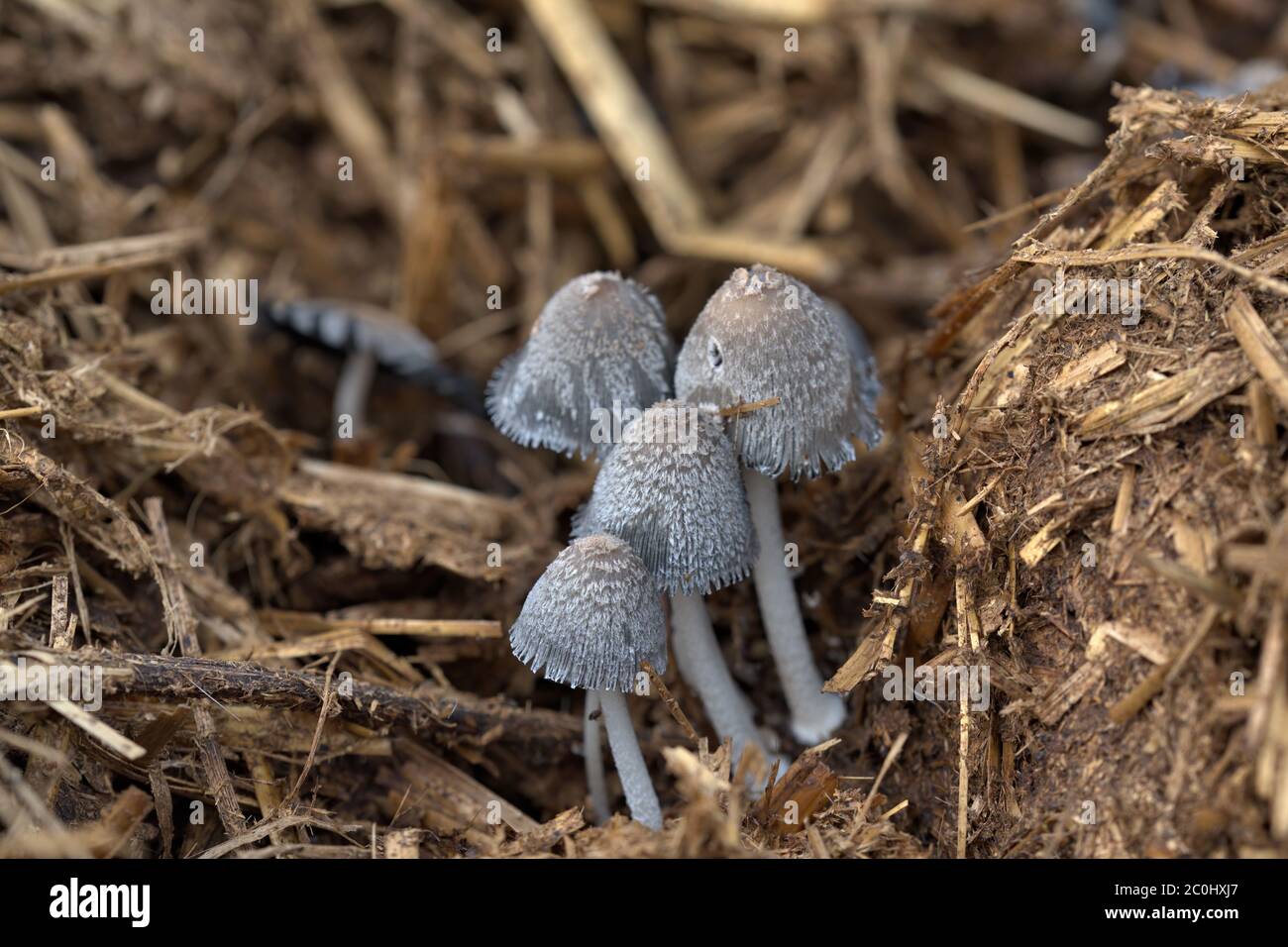 Inkcap Pilz Stockfoto