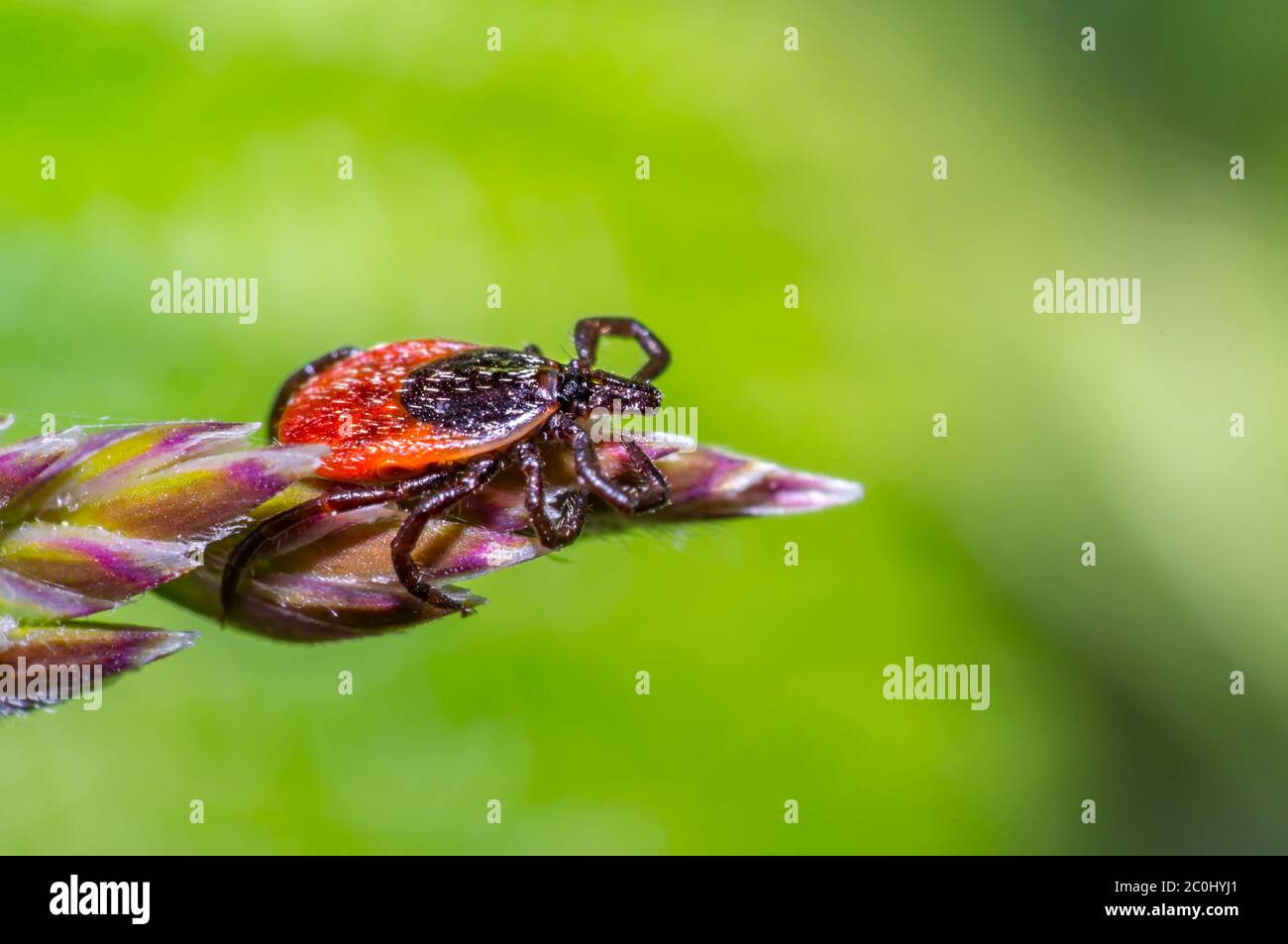 Gefährliche Zecken auf grünem Gras in der frischen Jahreszeit Natur Stockfoto