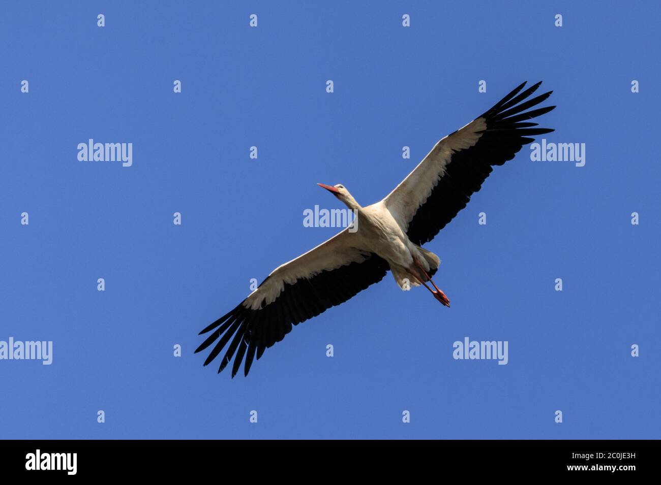Sythen, Münsterland, Deutschland. Juni 2020. Ein Weißstorch (Ciconia ciconia) nutzt Luftthermik, um auf seinem frühen morgendlichen Nahrungssuche mühelos in den Himmel zu gleiten. Das Paar ist jedes Jahr zu einem nahe gelegenen Nest zurückgekehrt und füttert noch immer ihre beiden Küken. In der deutschen Mythologie hat der Weißstorch einen besonderen Platz, er gilt als Schutz von Häusern vor Feuer und ist auch als "Klapperstorch" bekannt, der Babys bringt, indem er sie in einem Korb durch den Kamin wirft. Kredit: Imageplotter/Alamy Live Nachrichten Stockfoto