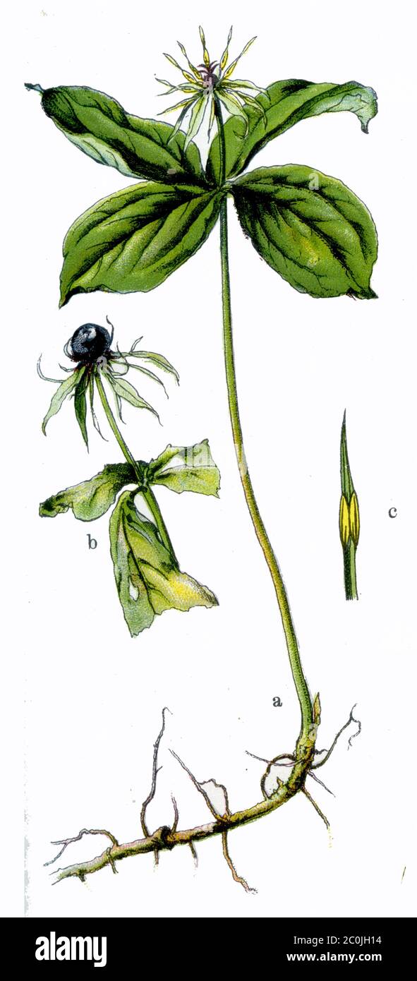 Paris quadrifolia, Kräuter-paris oder wahrer Liebhaberknoten / Paris quadrifolia / Einbeere (Botanikbuch, 1909) Stockfoto