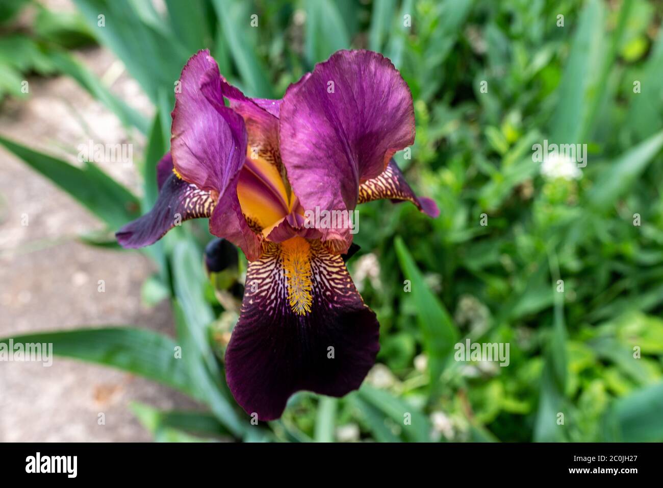 Eine Nahaufnahme einer schwarzen bärtigen Iris mit einer geringen Schärfentiefe. Lila Iris Blume auf grünem Hintergrund im Garten. Stockfoto