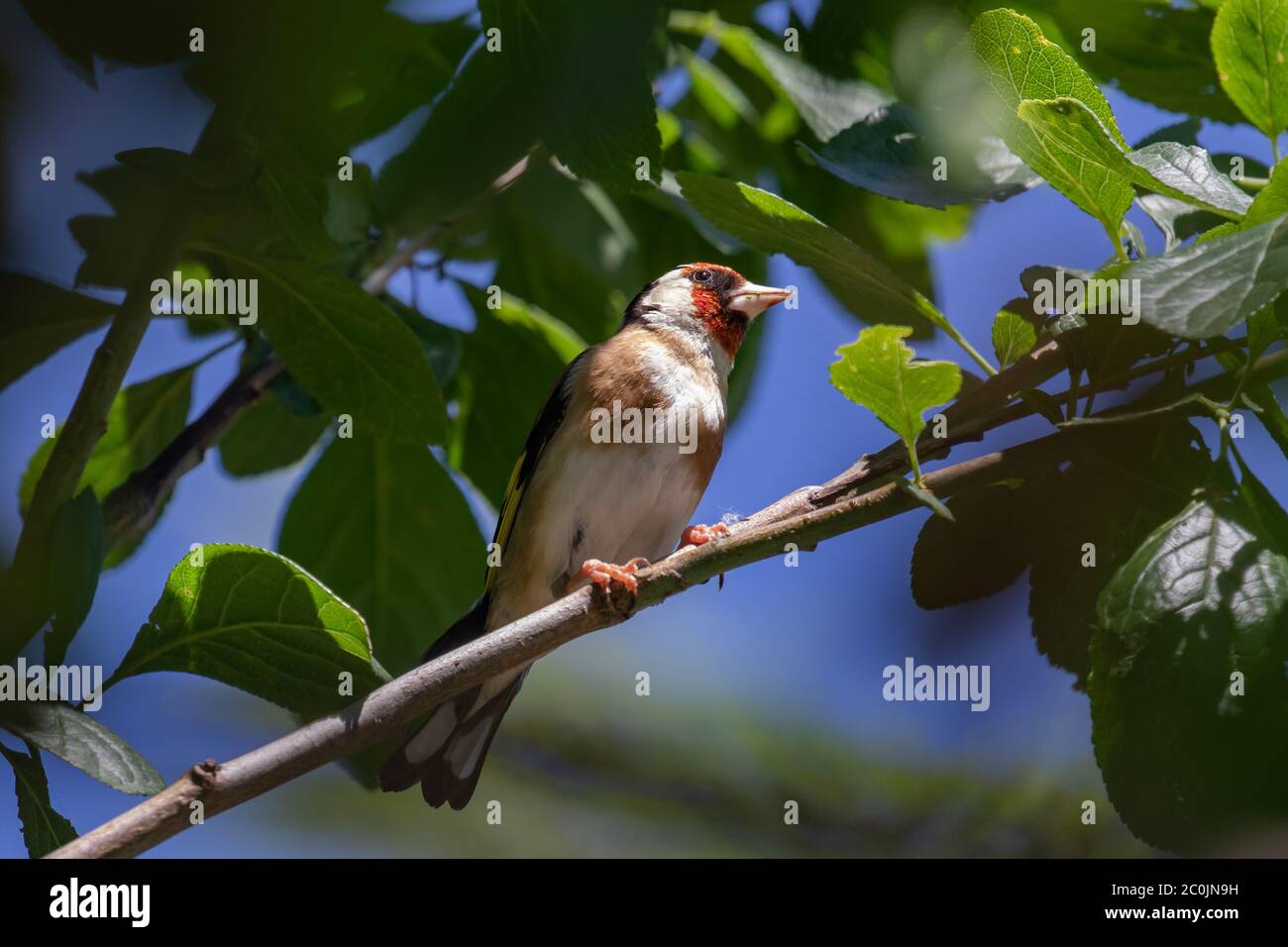 Goldfink. Carduelis carduelis. Einzeladult füttert im späten Frühjahr Pflaumenbaumblätter. West Midlands. Britische Inseln. Stockfoto