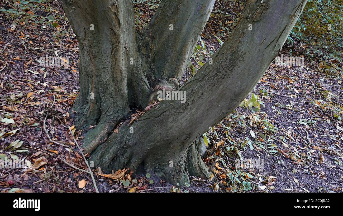 Verzweigter Baum - Baumgruppe mit dreiteiligem Stamm am Hang Stockfoto