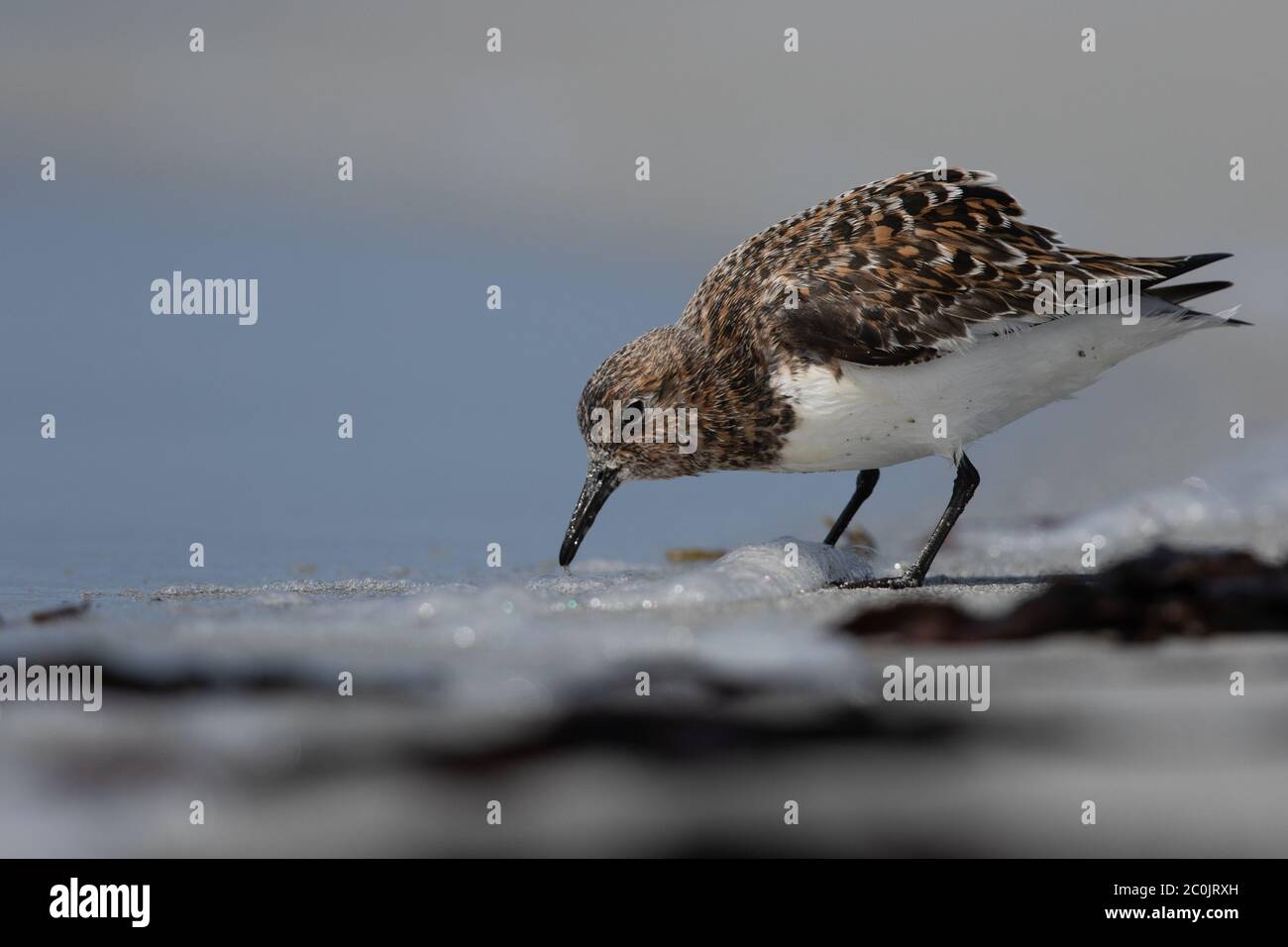 Sanderling (Calidris alba) sind ein dickes kleines Watvogel. Sie haben einen kurzen geraden schwarzen Schnabel und mittellange schwarze Beine. Stockfoto