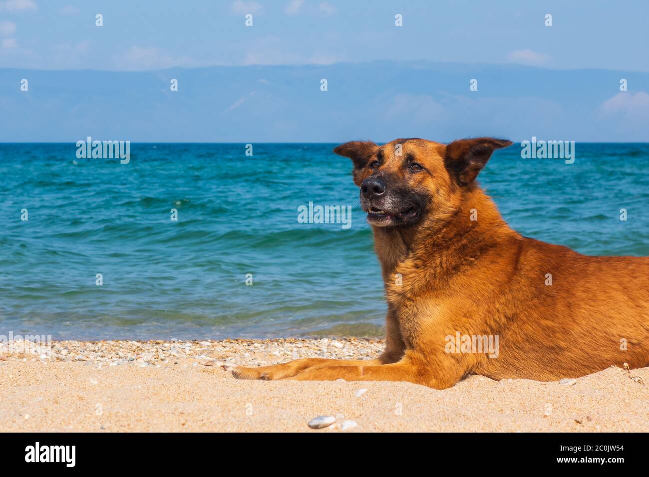 Rothaarige große Hund auf der Küste ruhen, auf dem Sand am Strand liegen. Heller sonniger Tag im Sommer am Baikalsee. Leerzeichen für Text. Stockfoto