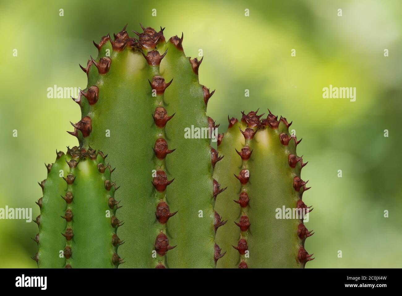 Kakteen - komponieren vor grünem Hintergrund - Dreiergruppe Stockfoto