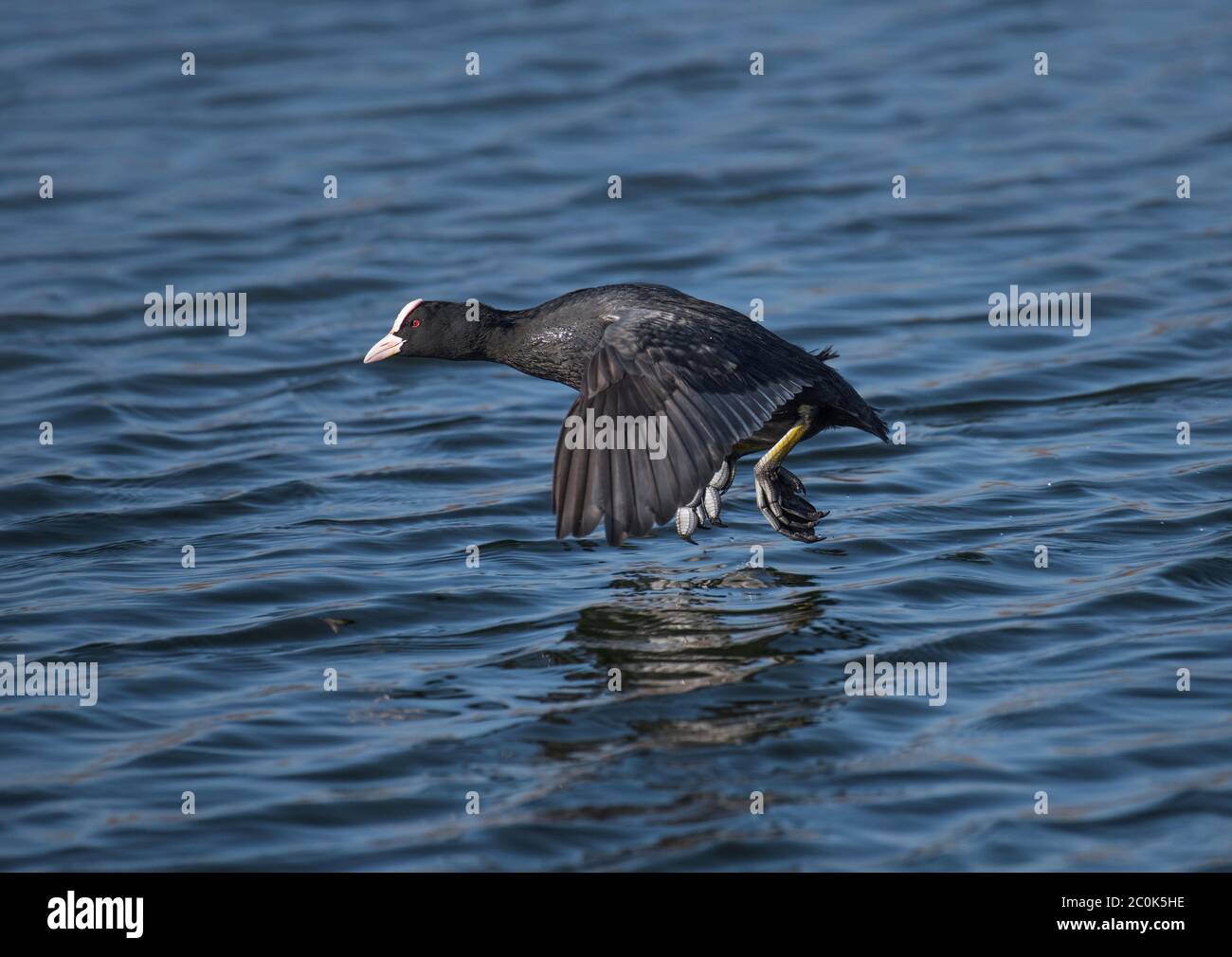 Eurasischer Ruß, Fulica atra, im Flug, tief über Wasser, Lancashire, Großbritannien Stockfoto