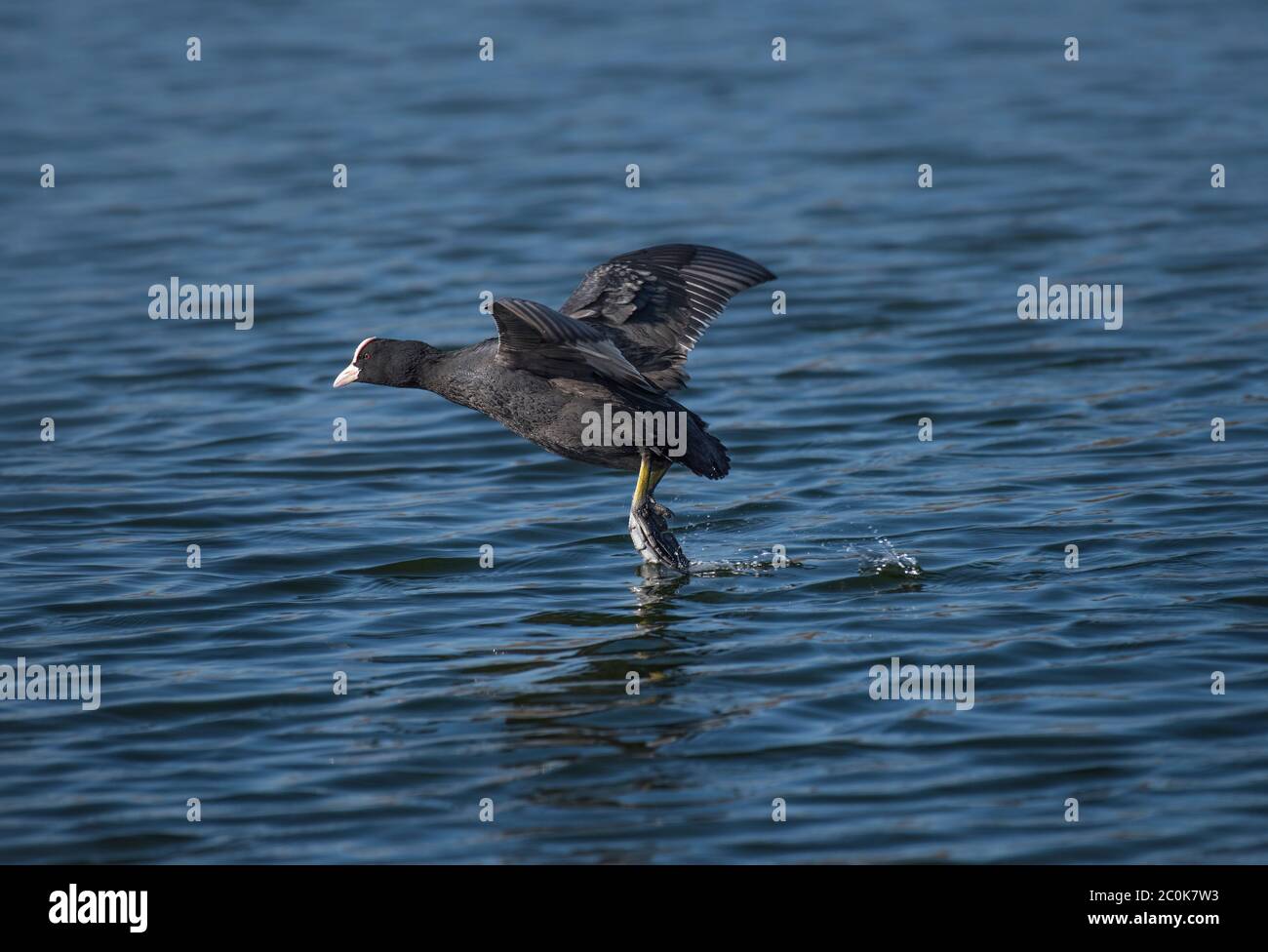 Eurasischer Ruß, Fulica atra, im Flug, tief über Wasser, Lancashire, Großbritannien Stockfoto