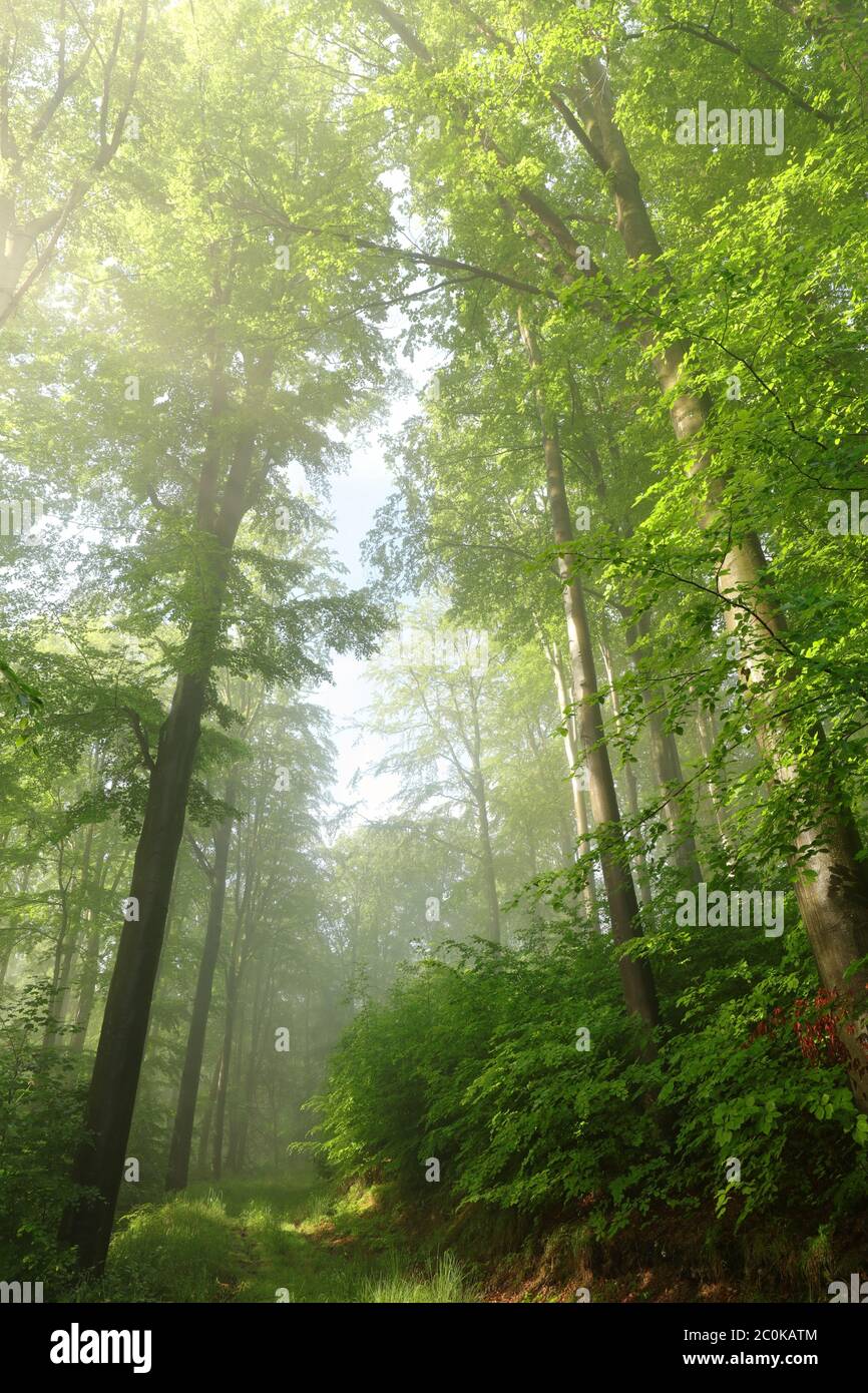 Weg durch einen verzauberten Wald an einem Frühlingsmorgen. Stockfoto