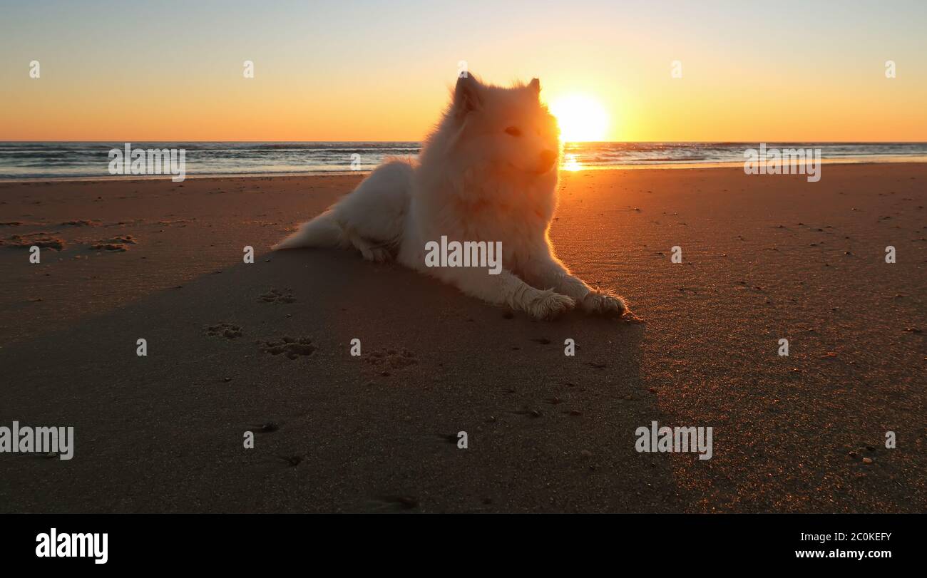 samoyed Hund liegt am Strand bei Sonnenuntergang Stockfoto