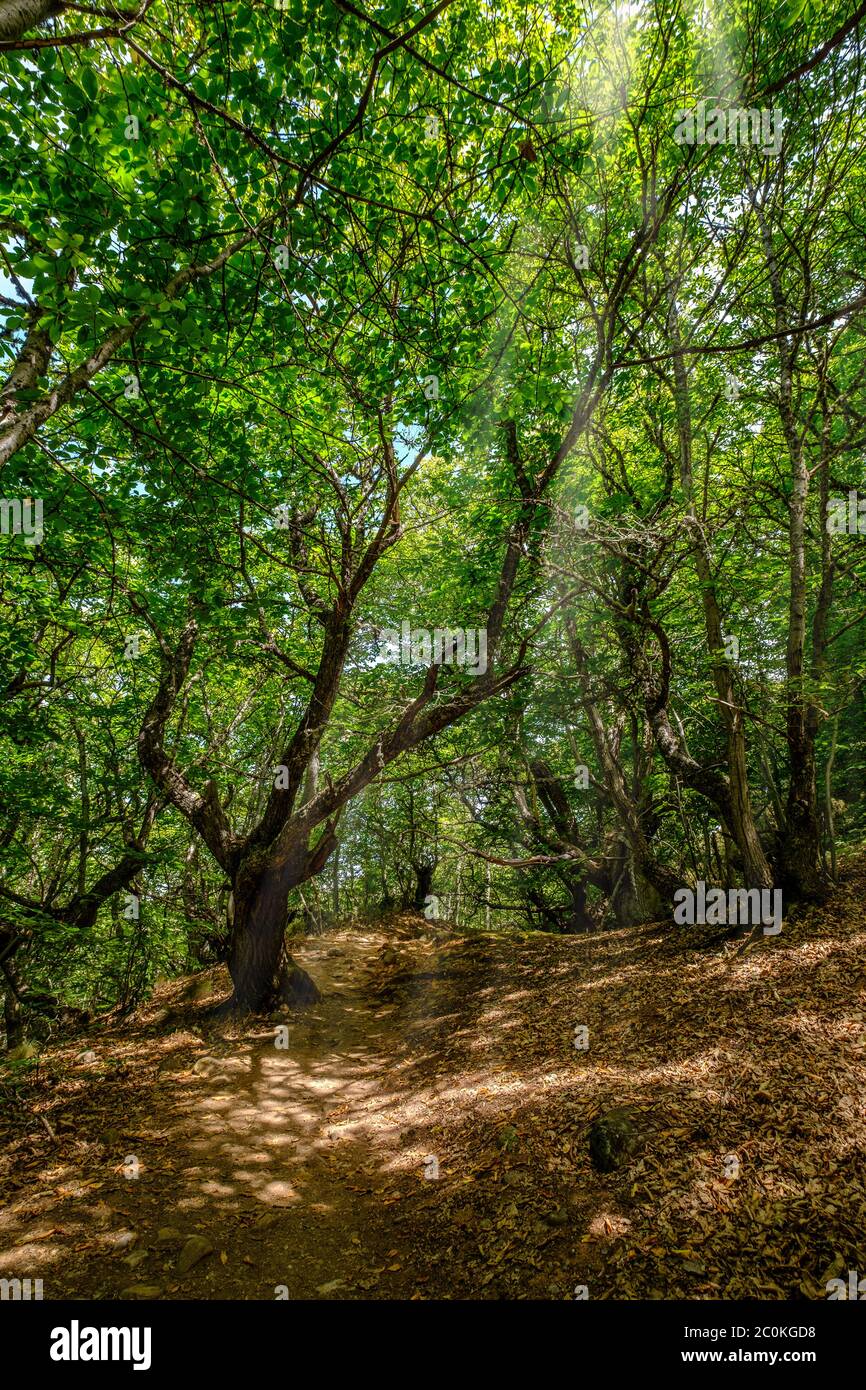 Laubwald Landschaft, Naturschutz Abenteuer Konzept. Asturien Spanien Sonne Licht zwischen Bäumen Stockfoto