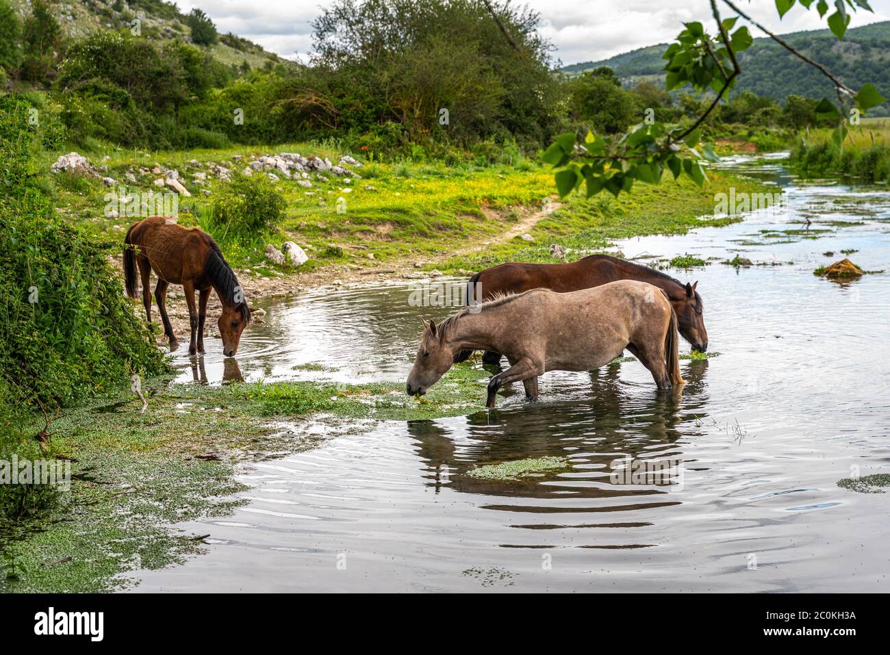 Wildpferde züchten Pentra Trinkwasser im Zittola-Bach. Montenero Valcocchiara, Region Molise, Italien, Europa Stockfoto