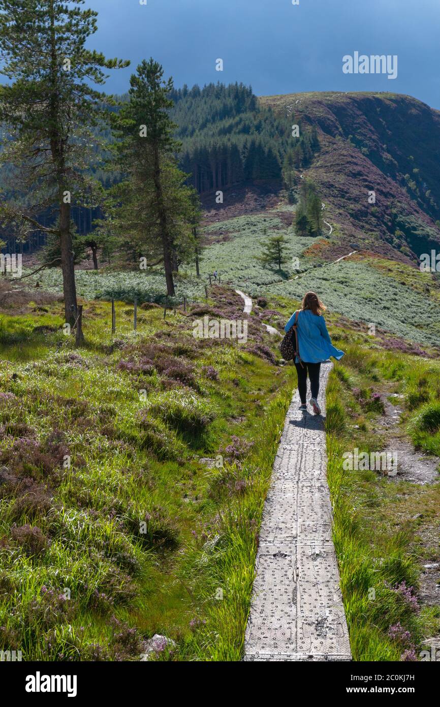 Upper Lake Trail auf dem Gipfel des Berges im Tal von Glendalough, Wicklow Mountains, Irland. Sommertag. Stockfoto