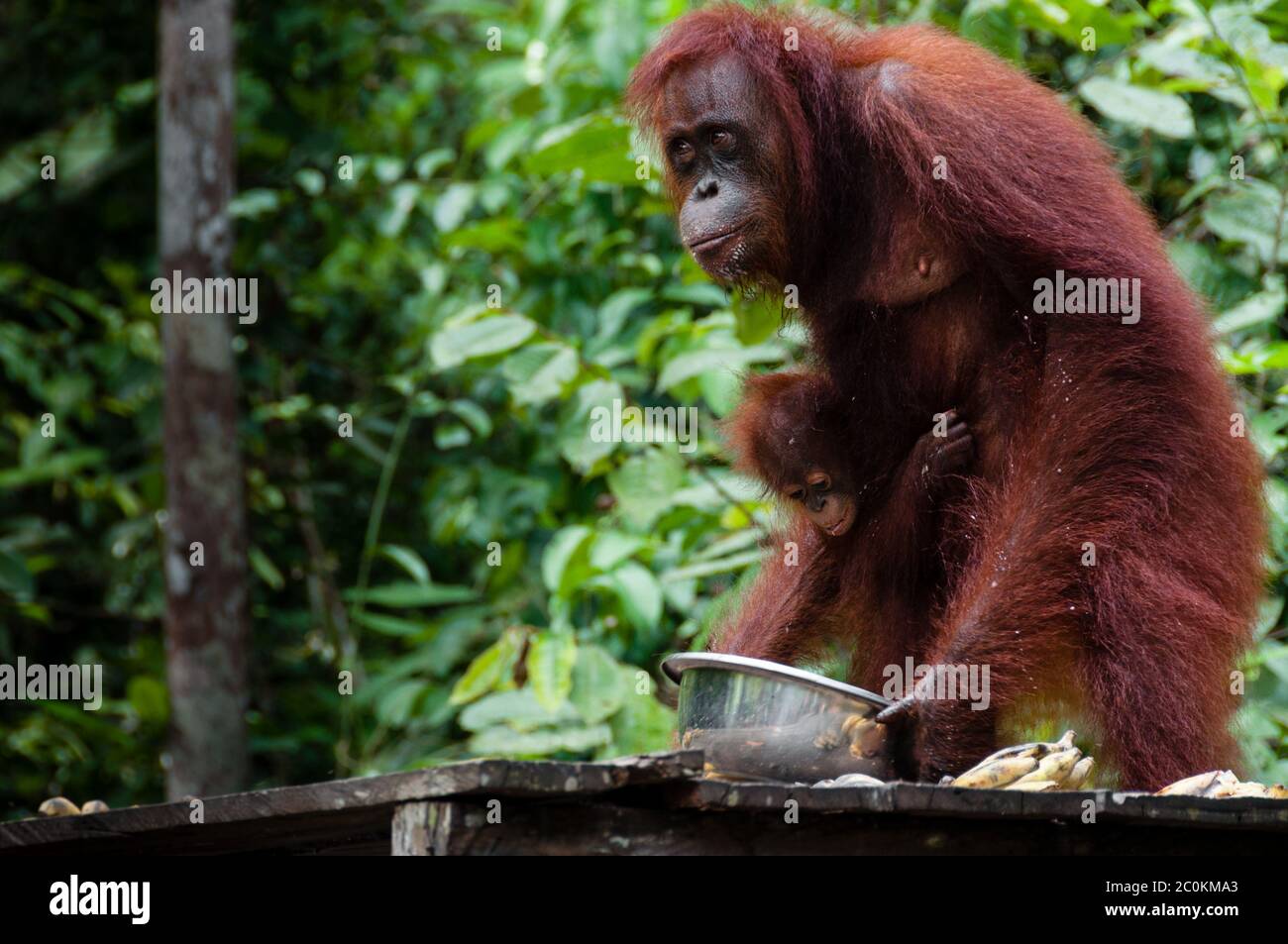 Orang Utan Essen in Borneo Indonesien Stockfoto