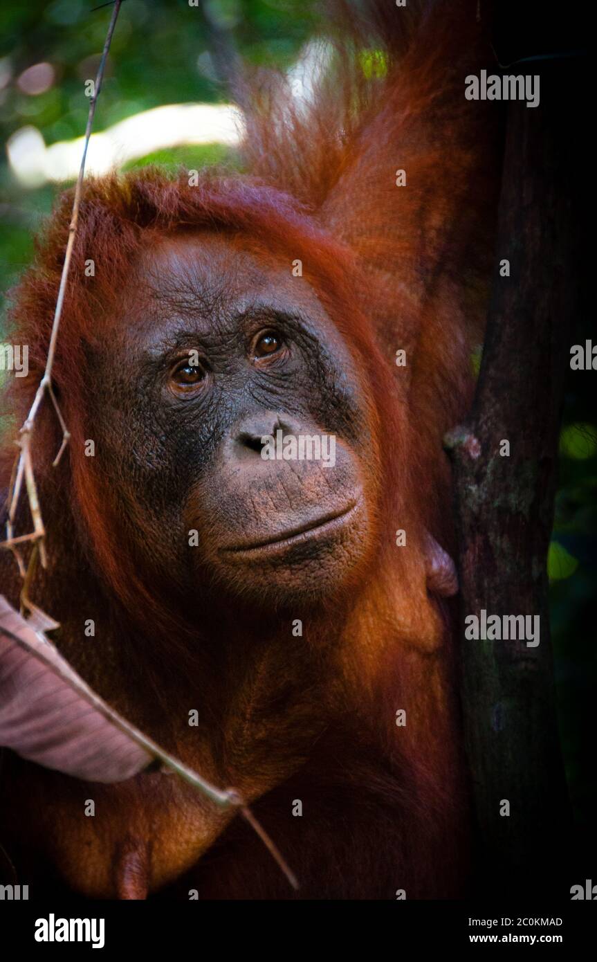 Orang Utan weibliches Gesicht beobachten in Borneo-Indonesien Stockfoto