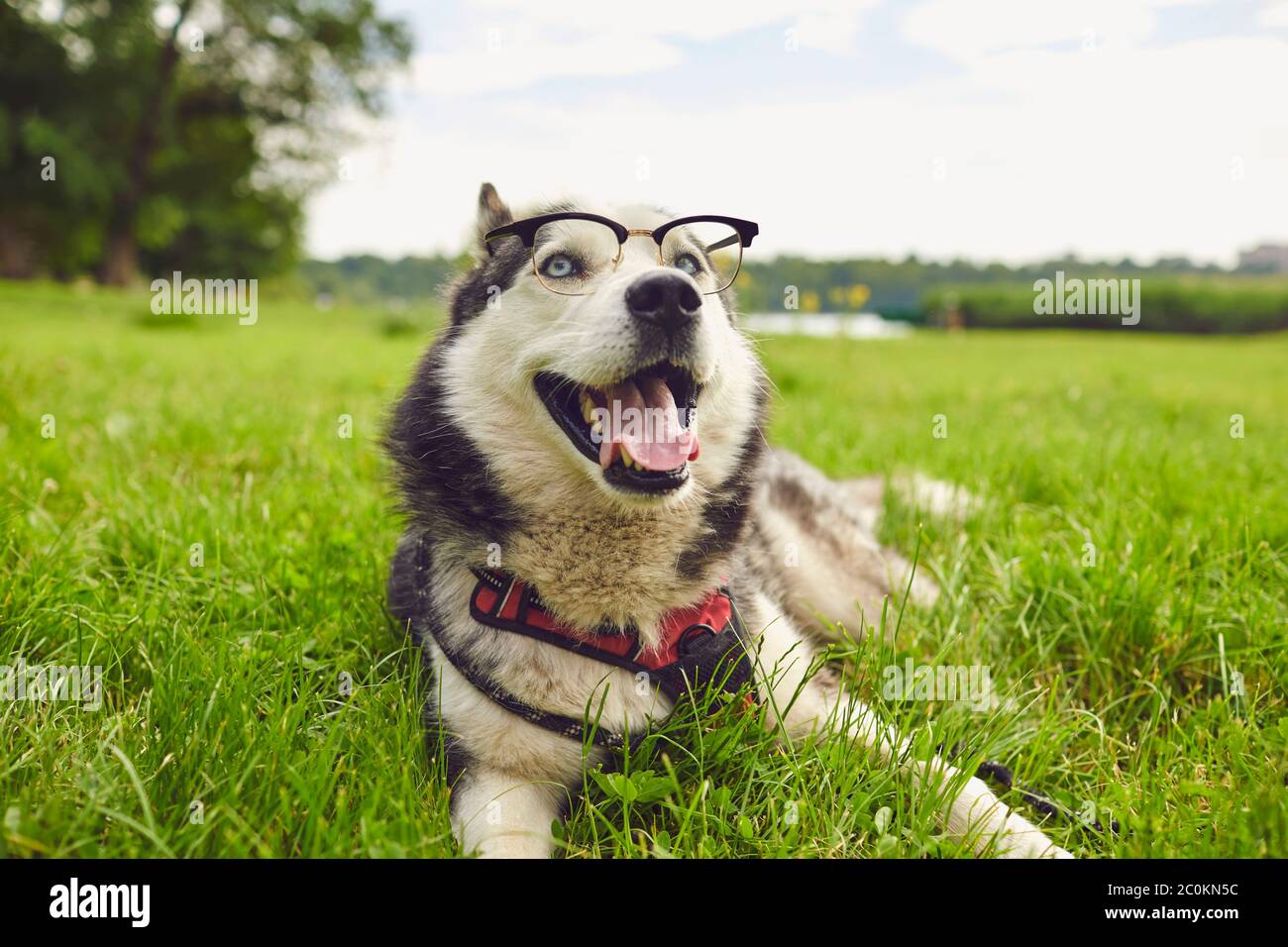 Lustige Husky Hund in Brille auf dem Gras in liegen Ein Sommerpark Stockfoto