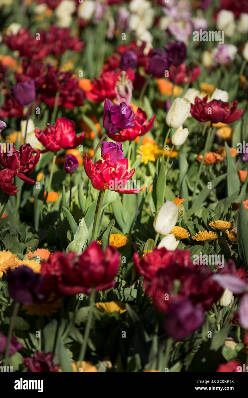Ein Blumenbeet mit bunten Tulpen. Tulipa. Stockfoto