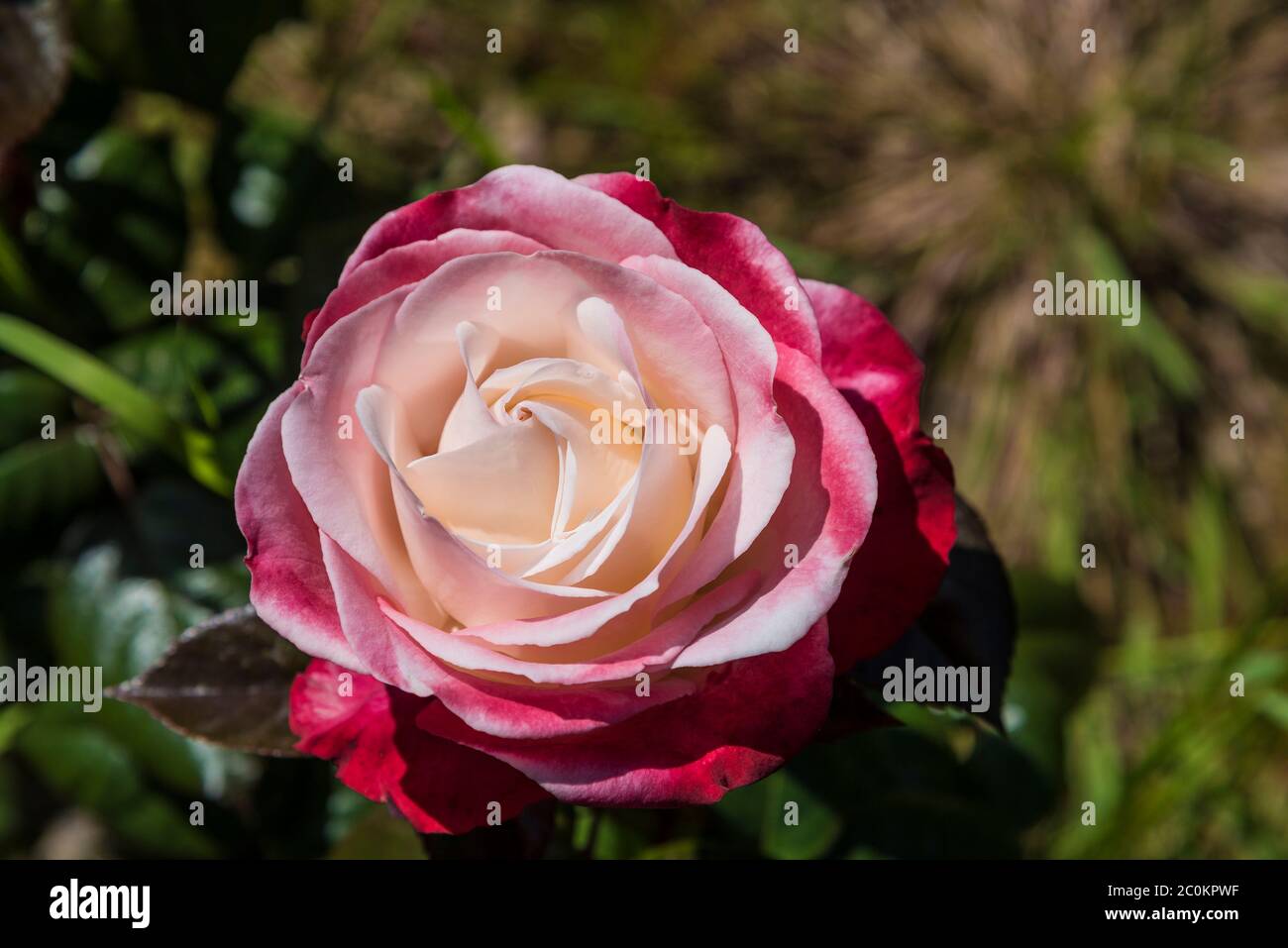 Rose Nostalgia Hybrid Tee Rose. Stockfoto