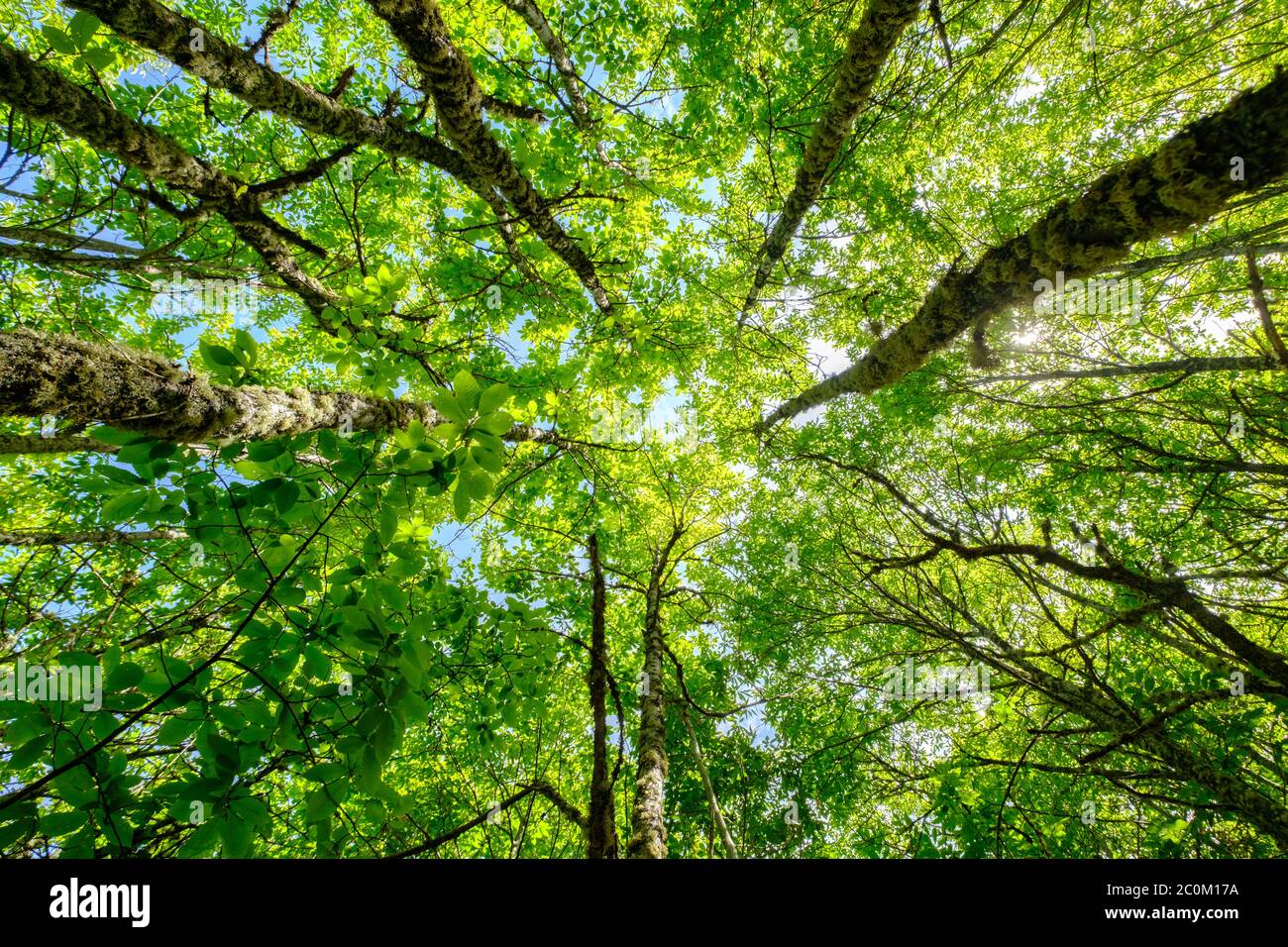 Bäume nach oben Nadir Blick auf Höhe im Wald, Wachstum und Fortschritt der Natur Konzept erreichen das Licht Ziele zu erreichen Stockfoto