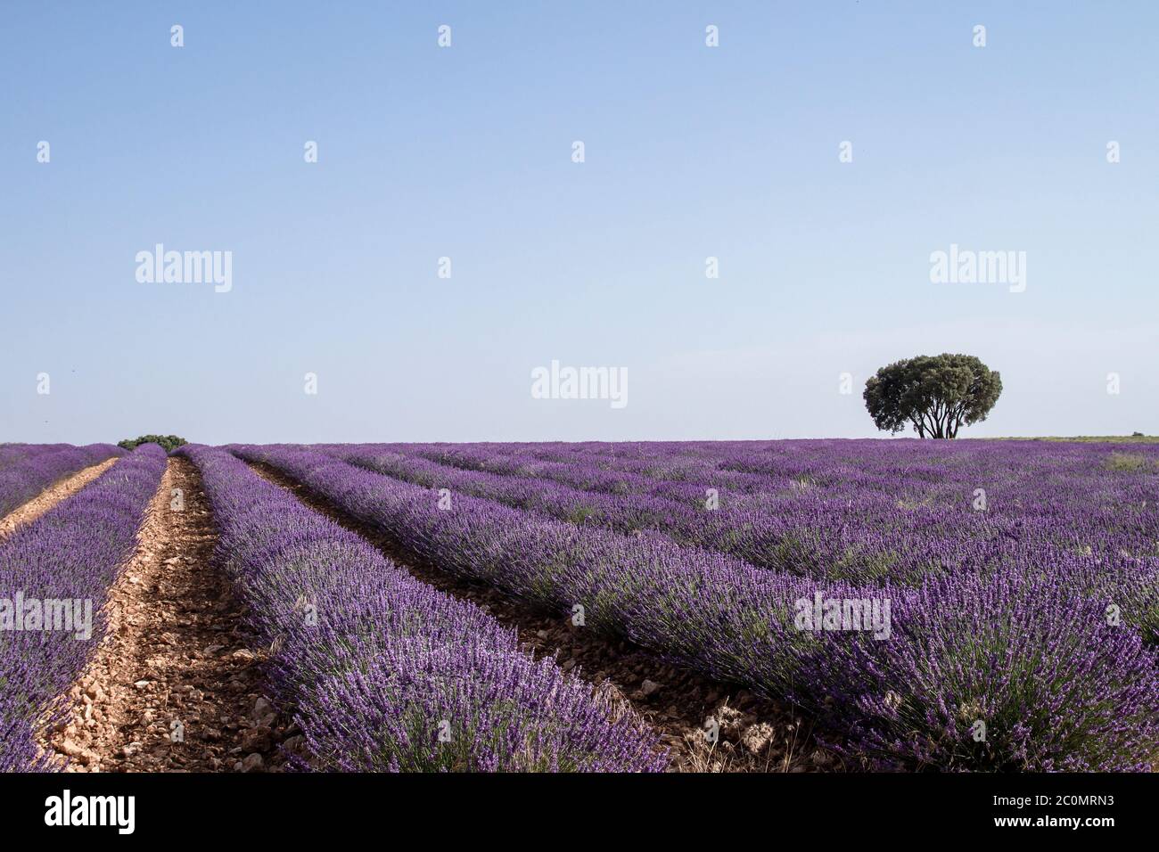Blühende Lavendelfelder in La Alcarria, Spanien Stockfoto