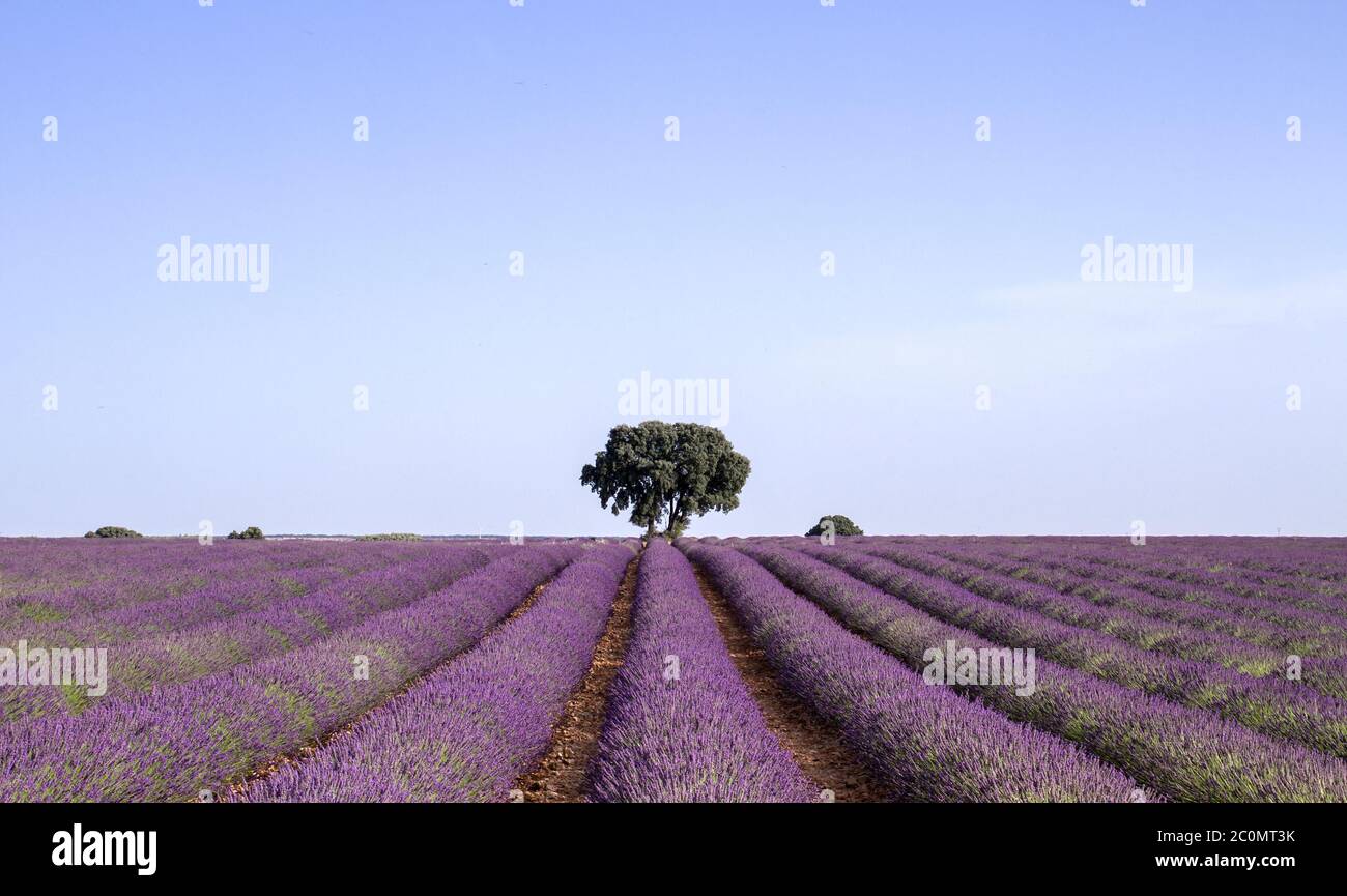 Lavendelblüten Reihen blühenden in La Alcarra, Spanien Stockfoto
