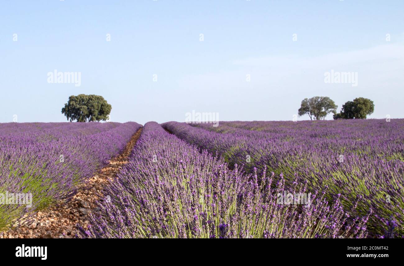Lavendelfelder in La Alcarria, Spanien Stockfoto
