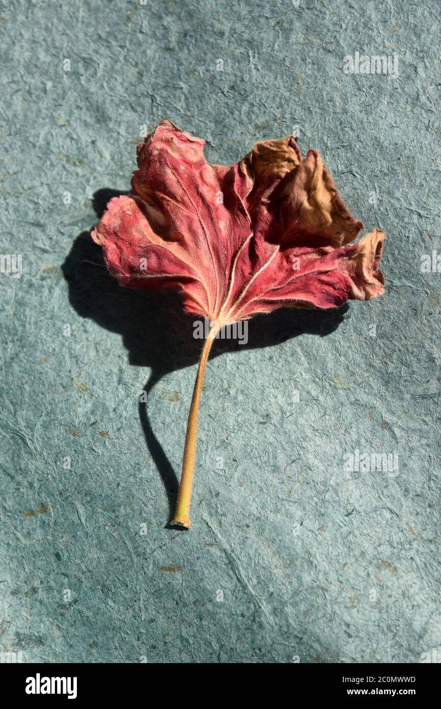 Stillleben von Geranienblatt Stockfoto