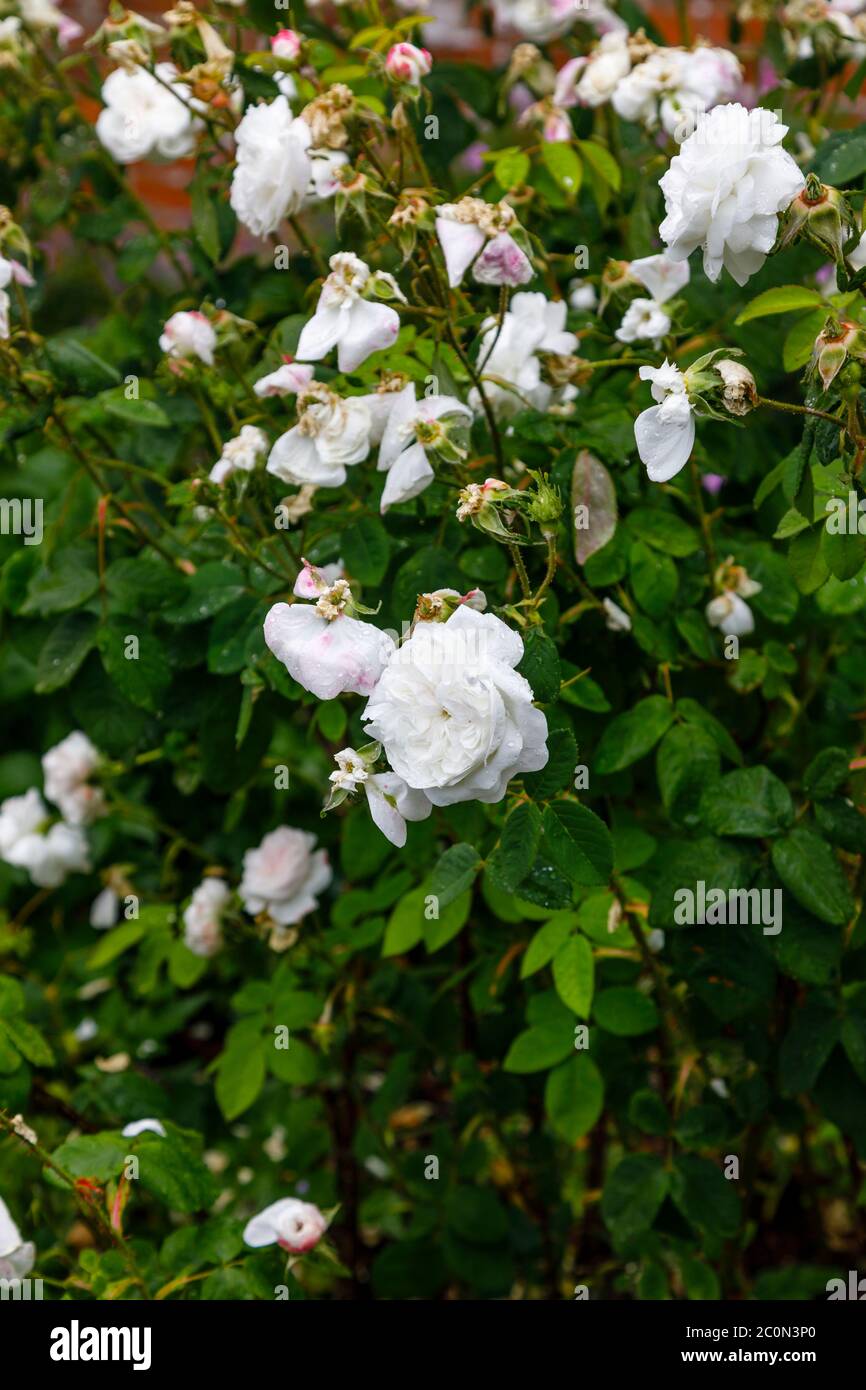 Weiße altmodische, voll doppelte Strauchrose 'Mme Hardy' blüht im späten Frühjahr bis zum frühen Sommer in einem Garten in Hampshire, Südengland Stockfoto