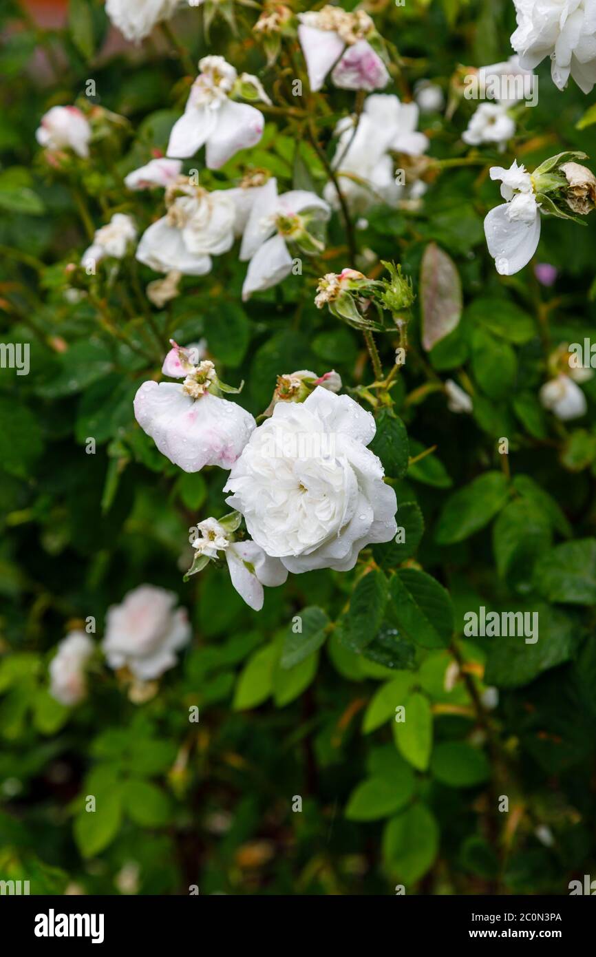 Weiße altmodische, voll doppelte Strauchrose 'Mme Hardy' blüht im späten Frühjahr bis zum frühen Sommer in einem Garten in Hampshire, Südengland Stockfoto