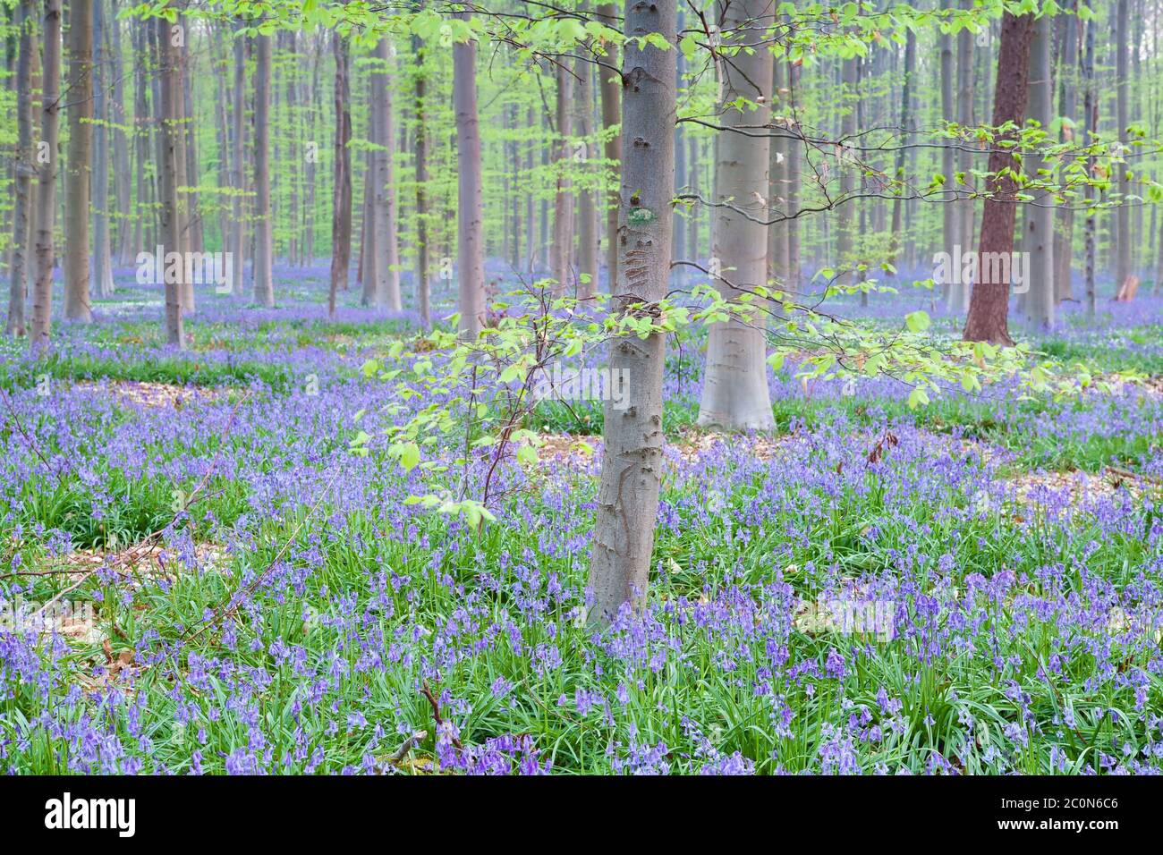 Blühende Bluebellen im Buchenwald Stockfoto