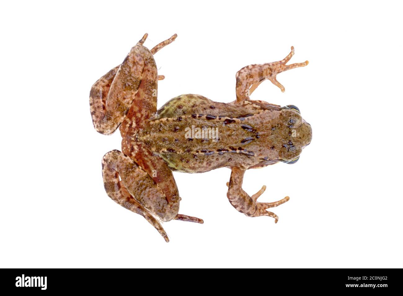 Brauner europäischer Frosch auf weißem Hintergrund Stockfoto