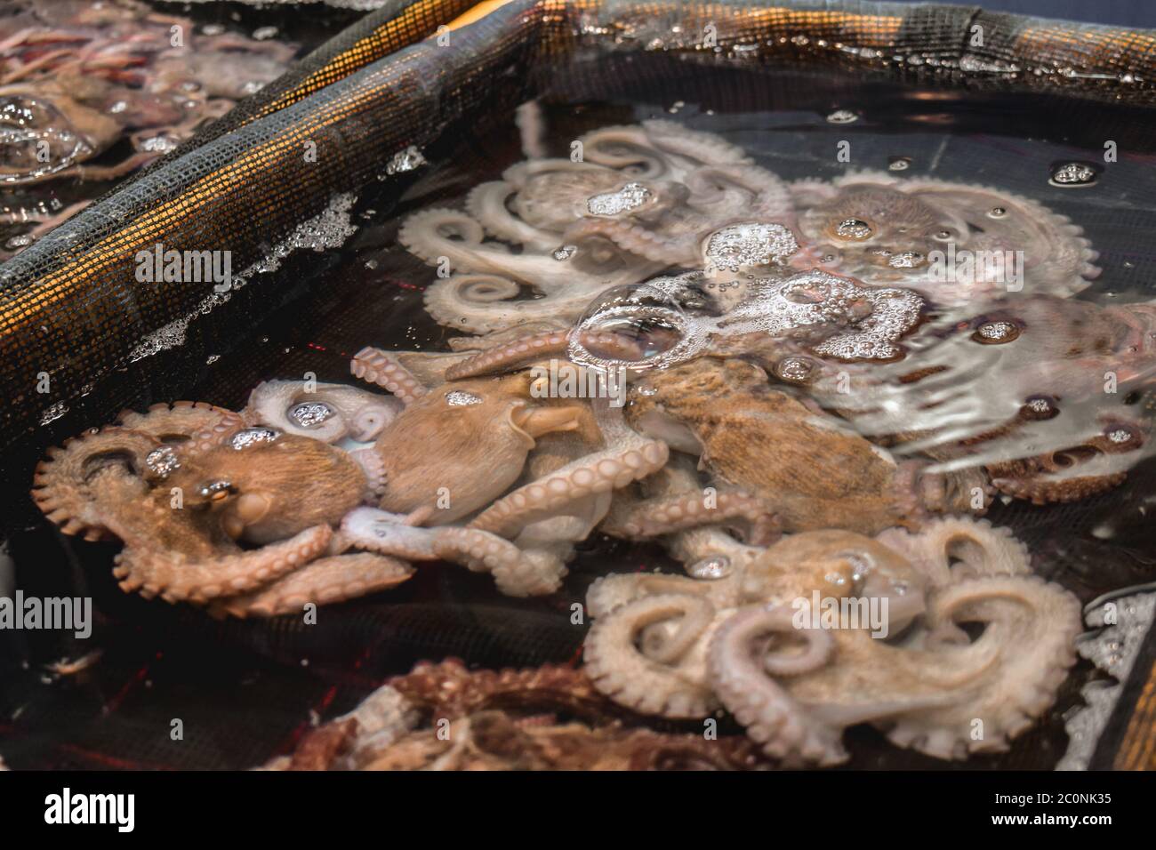 Lebende Kraken in einem Tank warten auf verkauft werden, um in einem Restaurant auf einer Fischerei in Seoul Südkorea gegessen werden Stockfoto