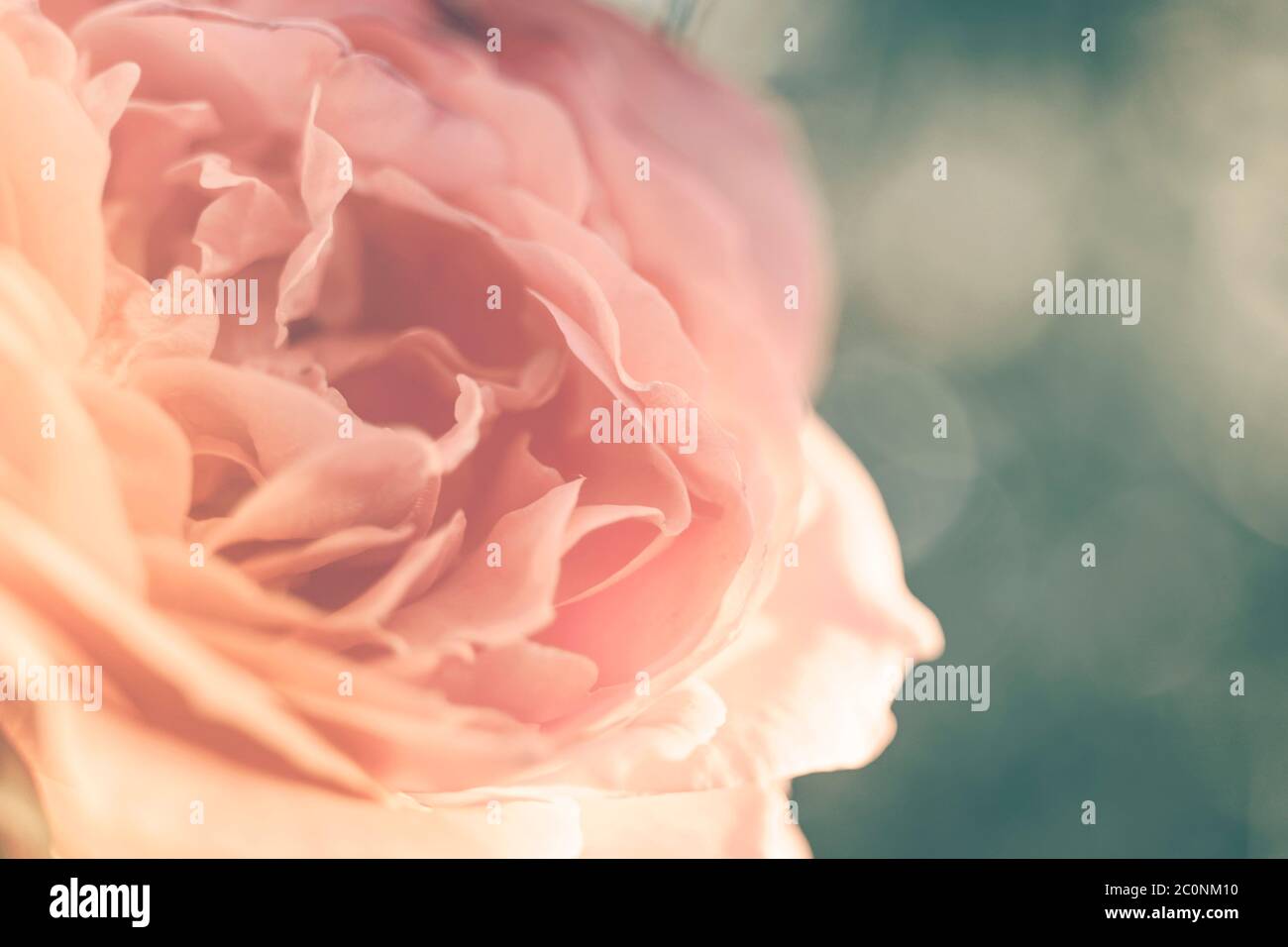 Üppige rosa rosa Rose Blume Knospe Nahaufnahme. Seitenansicht, Nahaufnahme Stockfoto