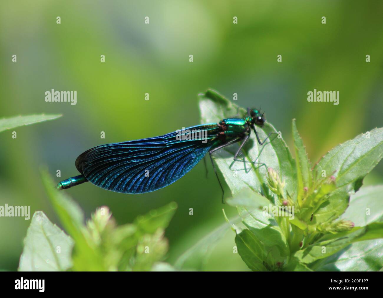 Blaue Drachenfliege Stockfoto