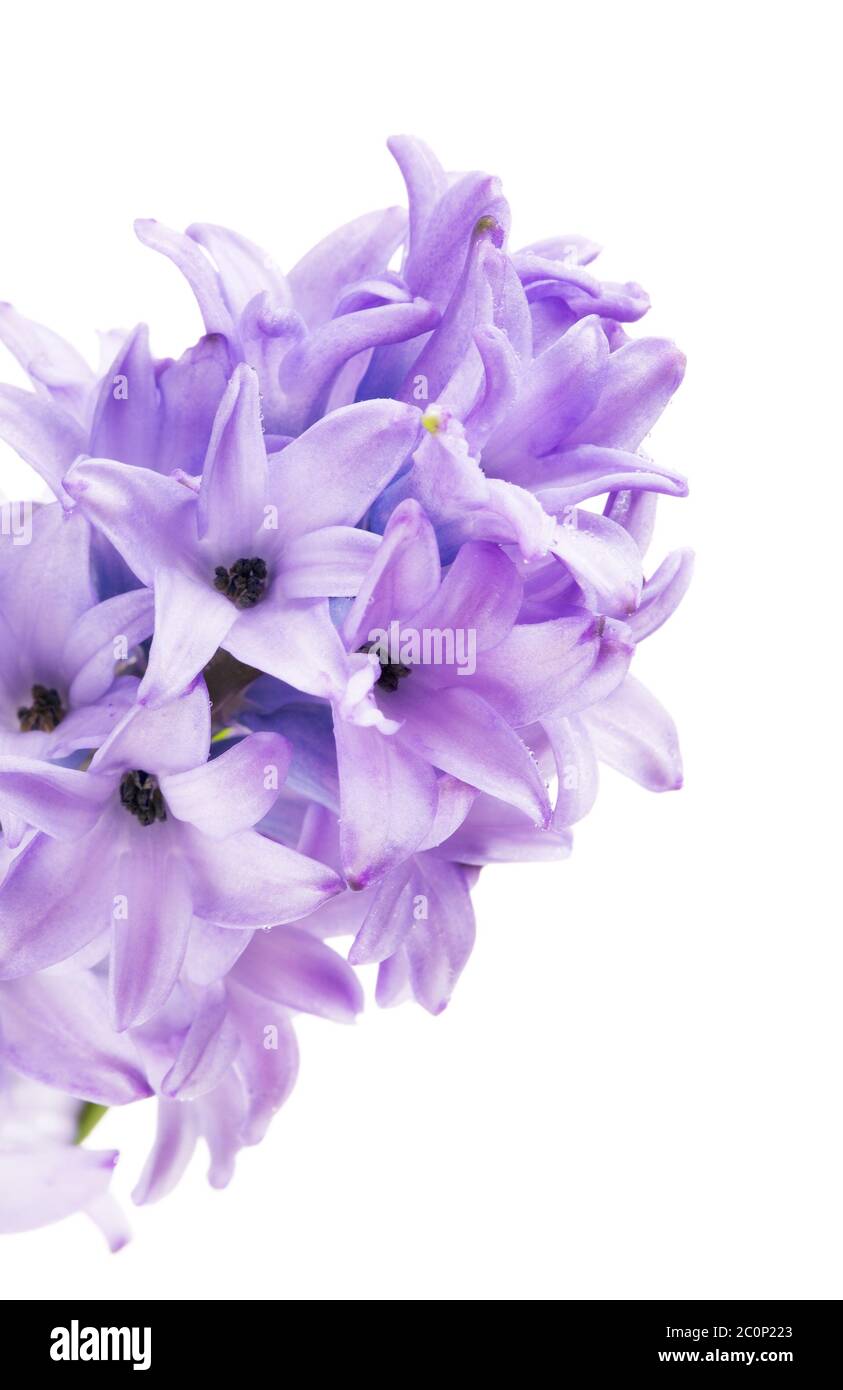 Schöne Blaue Hyazinthe Stockfoto