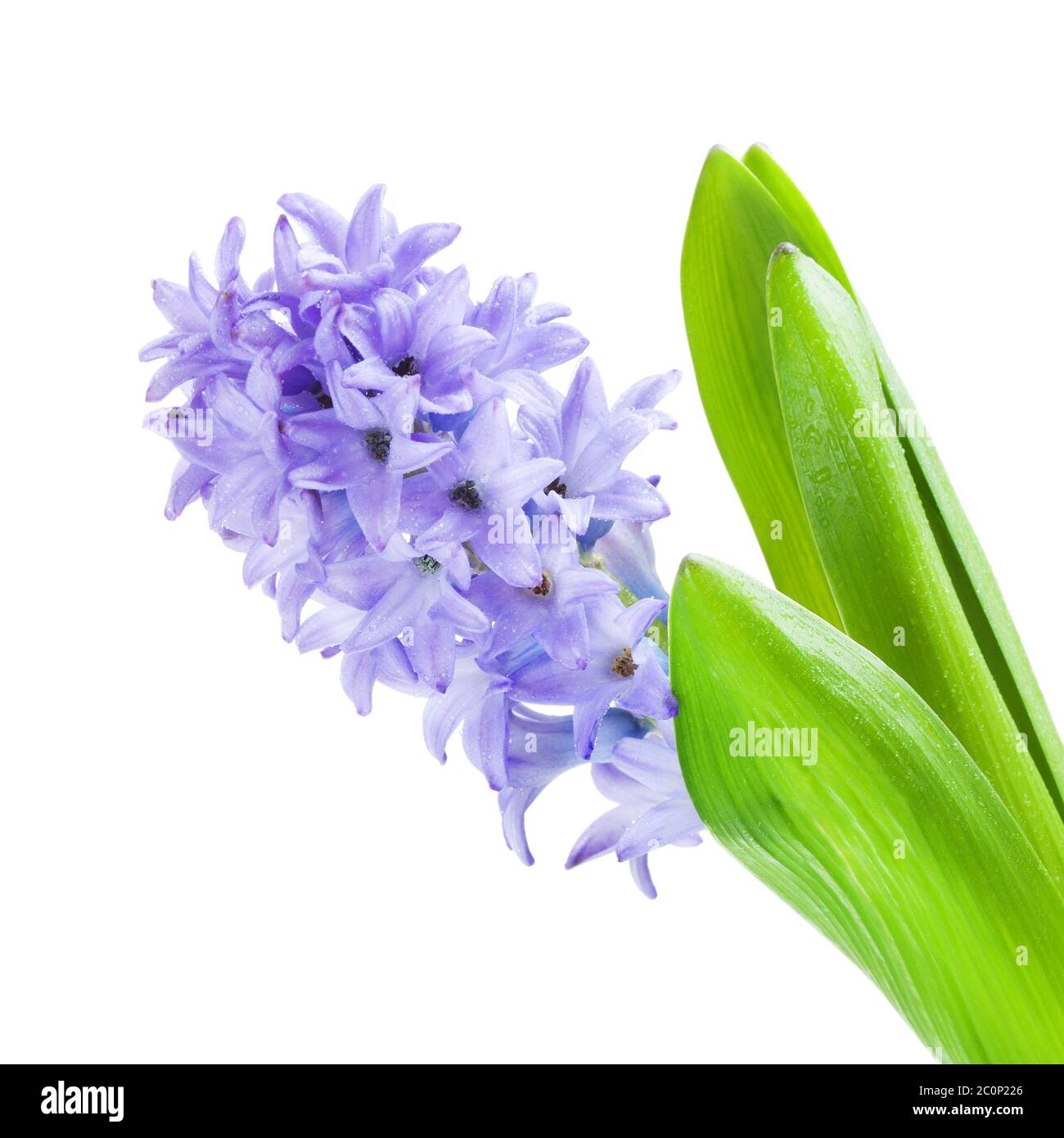 Schöne Blaue Hyazinthe Stockfoto