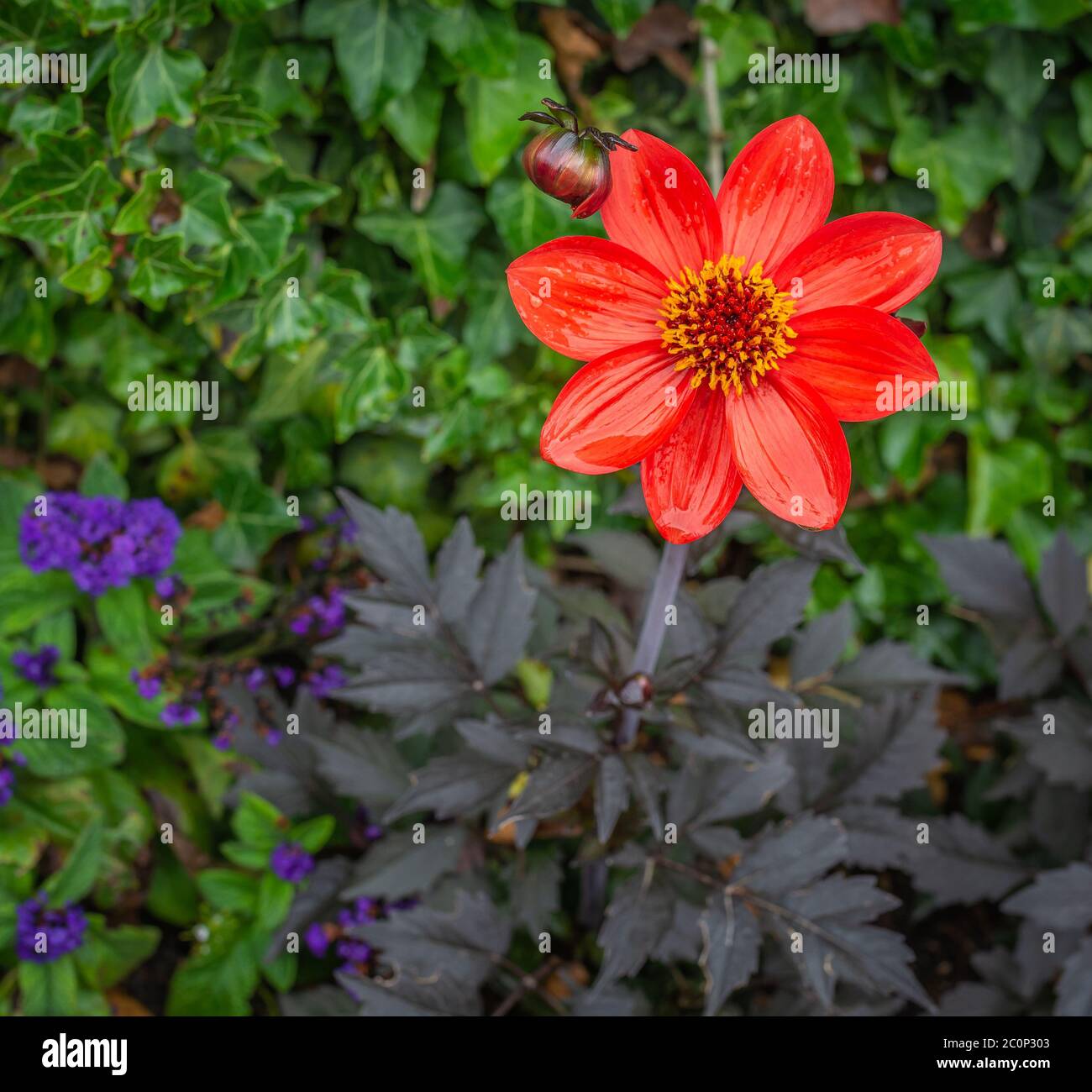 Einzelne Blume der roten Dahlia Bischof von Auckland (Dahlia Pooh) Blume an einem sonnigen Tag. Stockfoto