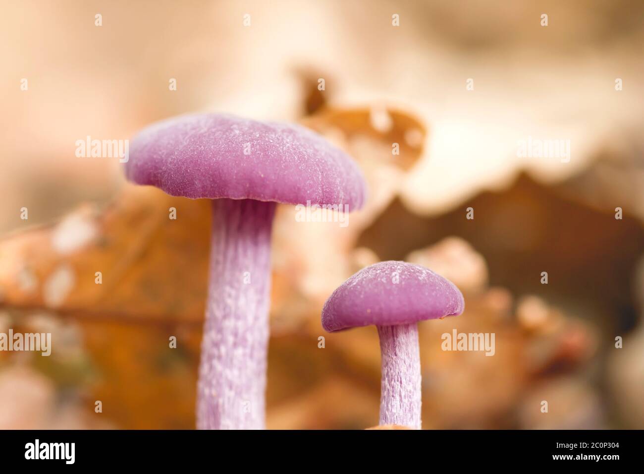 Laccaria amethystina, allgemein bekannt als Amethyst-Betrüger, wilde lila gefärbte Pilze Stockfoto