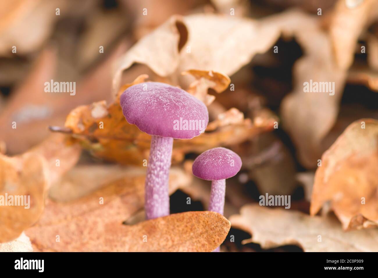 Laccaria amethystina, allgemein bekannt als Amethyst-Betrüger, wilde lila gefärbte Pilze Stockfoto