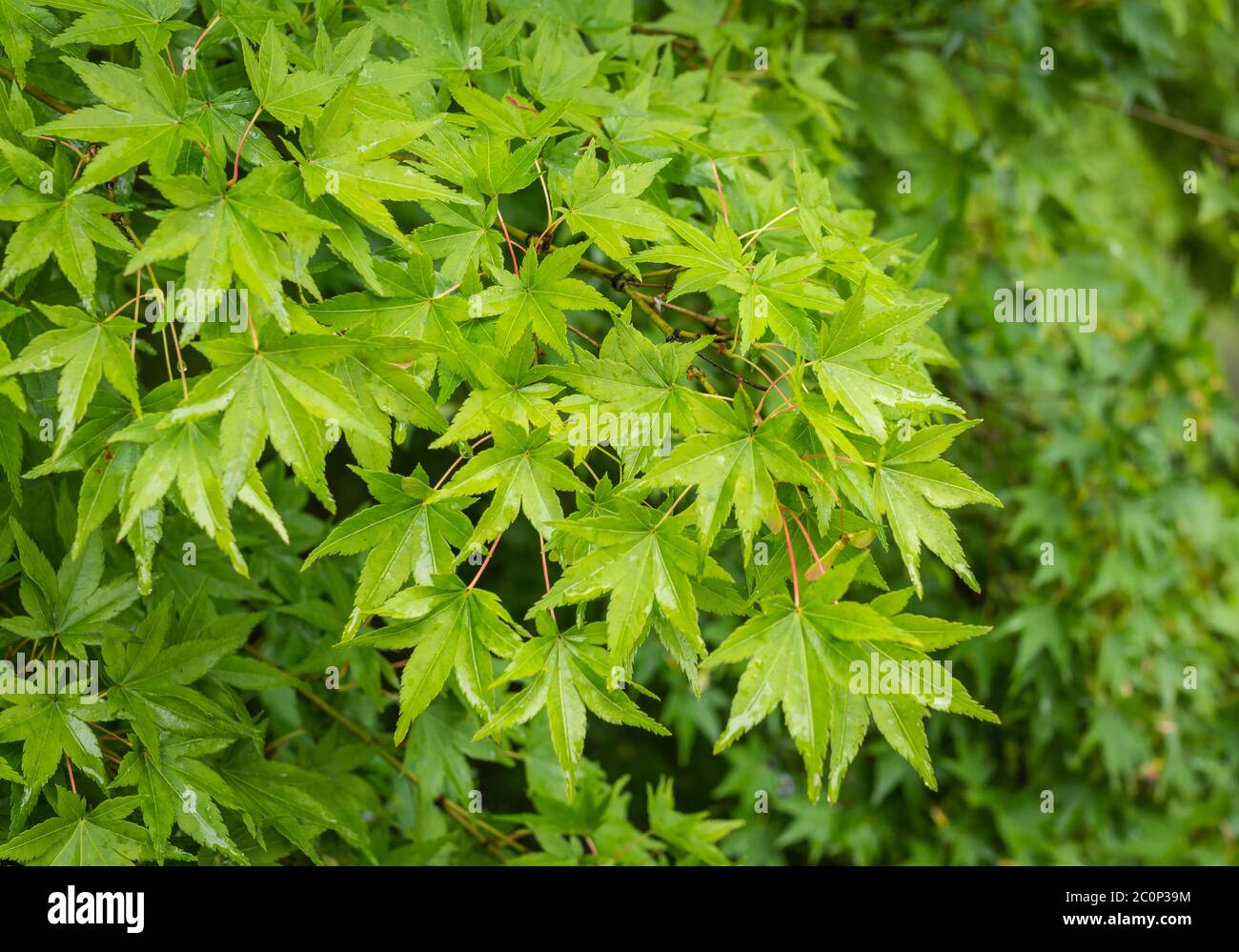 Grüne Blätter an den Zweigen der Bell grüner japanischer Ahorn (acer palmatum Tree) Stockfoto