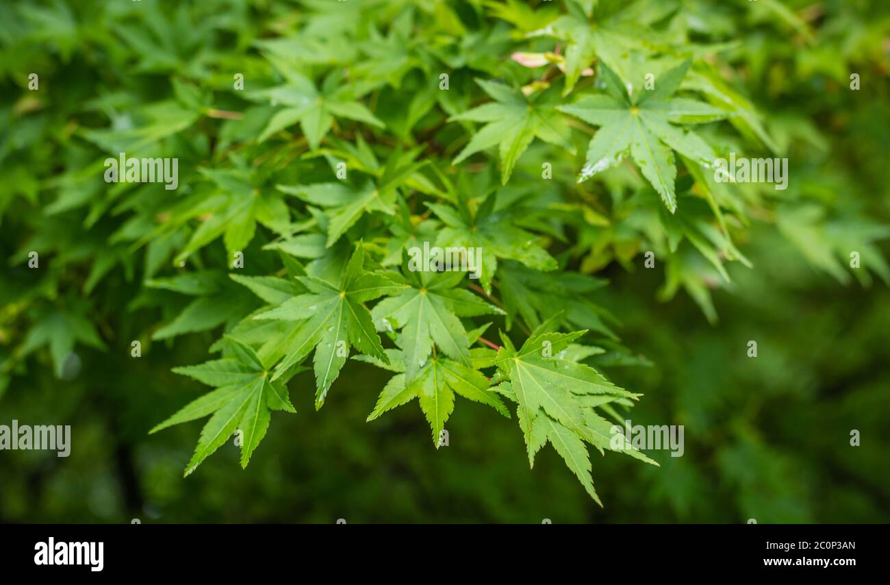 Grüne Blätter an den Zweigen der Bell grüner japanischer Ahorn (acer palmatum Tree) Stockfoto