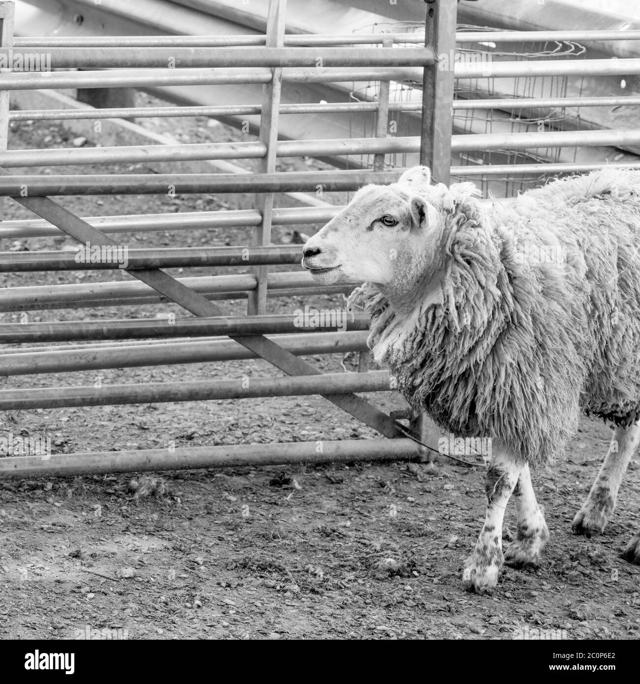 Einzelne Schafe zu Fuß neben Metall Schafstall während der UK lambing Saison. Metapher Schafe in Wolfskleidung, Schafgarm, Schafzucht Großbritannien, Opfer von Verbrechen. Stockfoto
