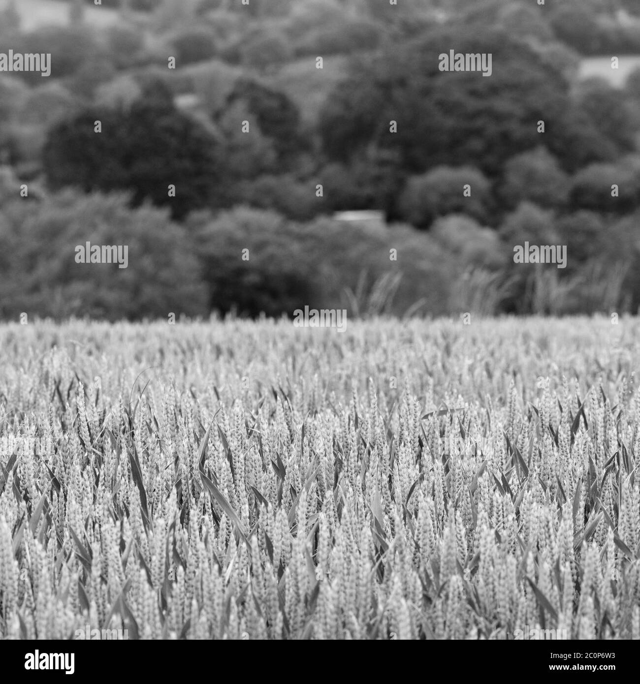 Abstrakte monochromatische Schwarz-Weiß-Wiedergabe von reifenden grünen Weizenfeld - für Ernährungssicherheit. Abstract für die britische Landwirtschaft, DEFRA. Stockfoto