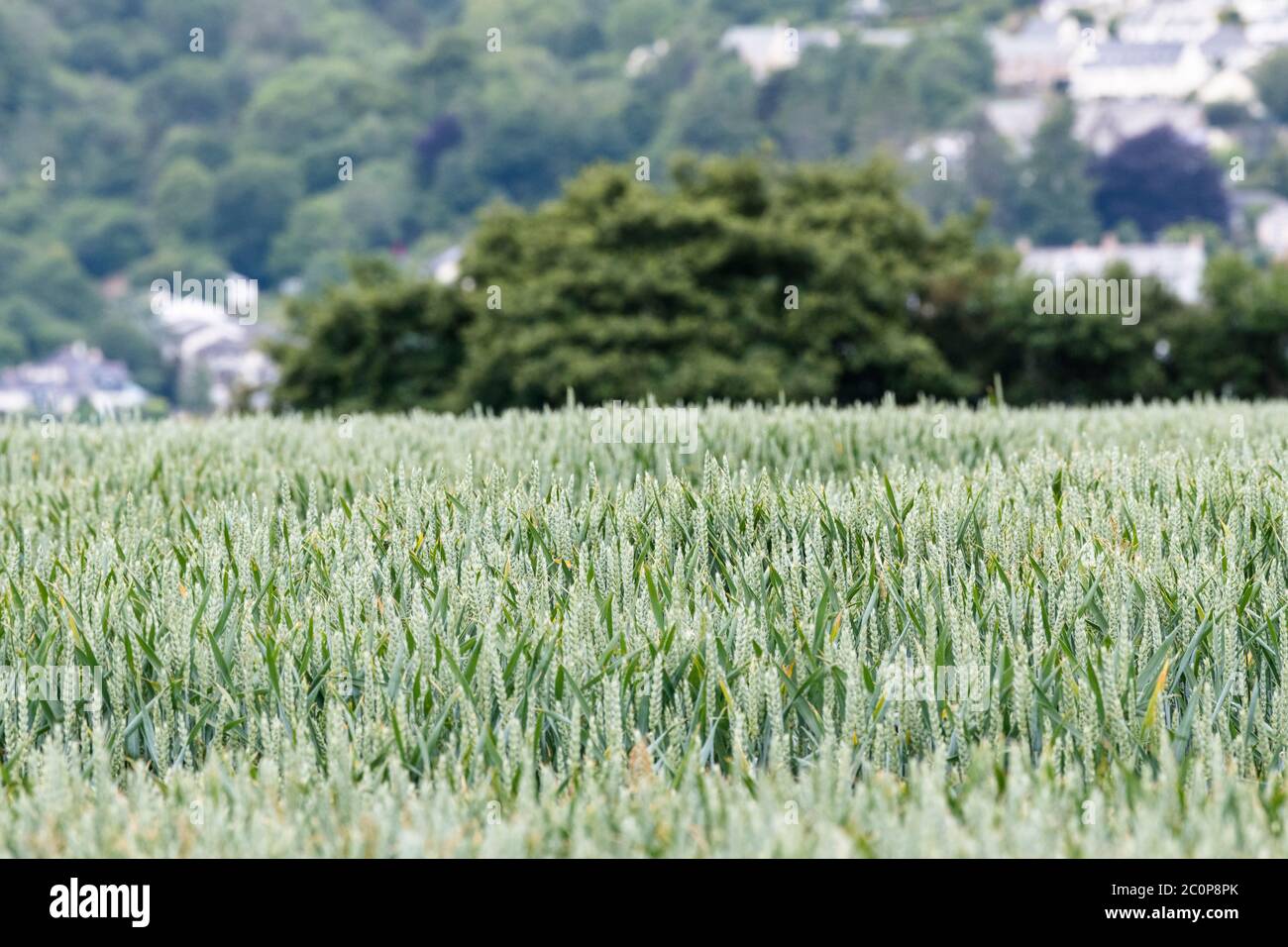 Reifung von grünem Weizen / Triticum Ernte in Großbritannien Feld & Gebäude dahinter. Ernährungssicherheit, Landwirtschaft und Landwirtschaft im Vereinigten Königreich, Nahrungsmittelanbau auf dem Feld. Schmale DoF Stockfoto