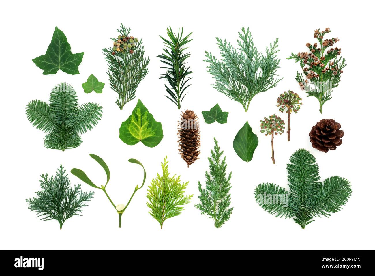 Natrliches Wintergrn mit Flora und Fauna von Efeu, Mistel, Zederntanne,  Fichtenholz, Eibe und Pinienzapfen. Naturstudie Stockfotografie - Alamy