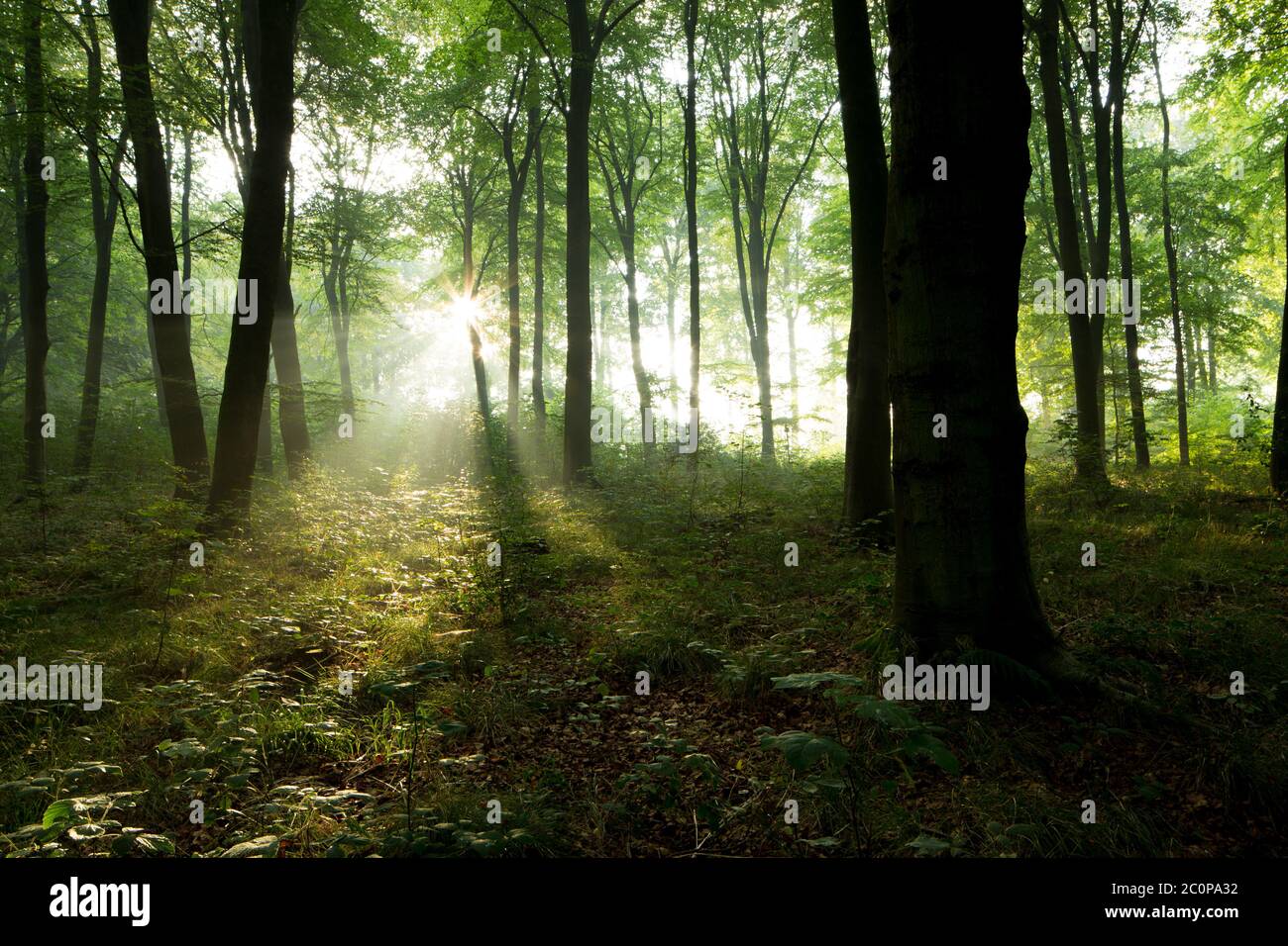 Licht bricht am frühen Morgen in einem hampshire Wald durch die Bäume Stockfoto