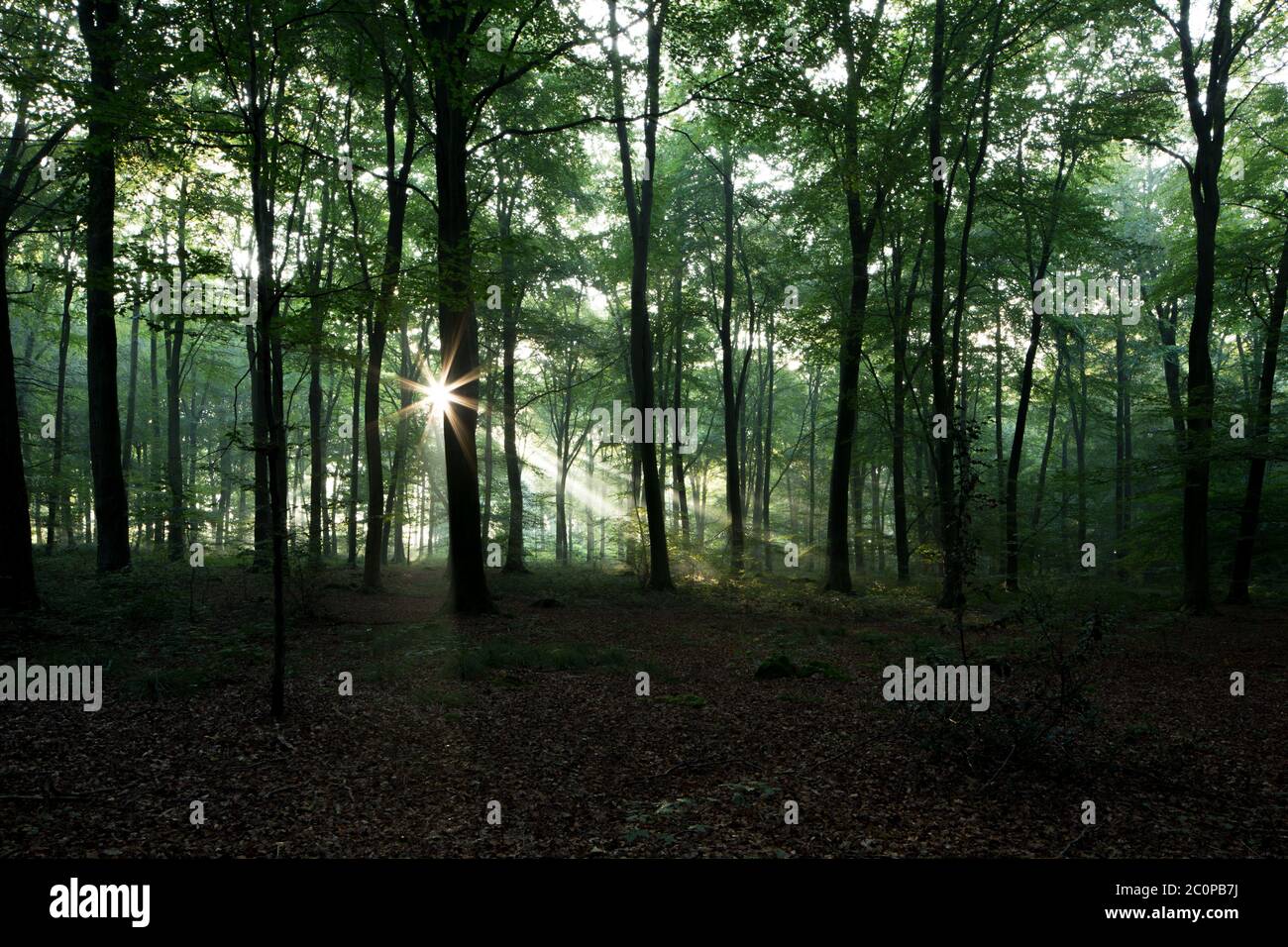 Licht bricht am frühen Morgen in einem hampshire Wald durch die Bäume Stockfoto